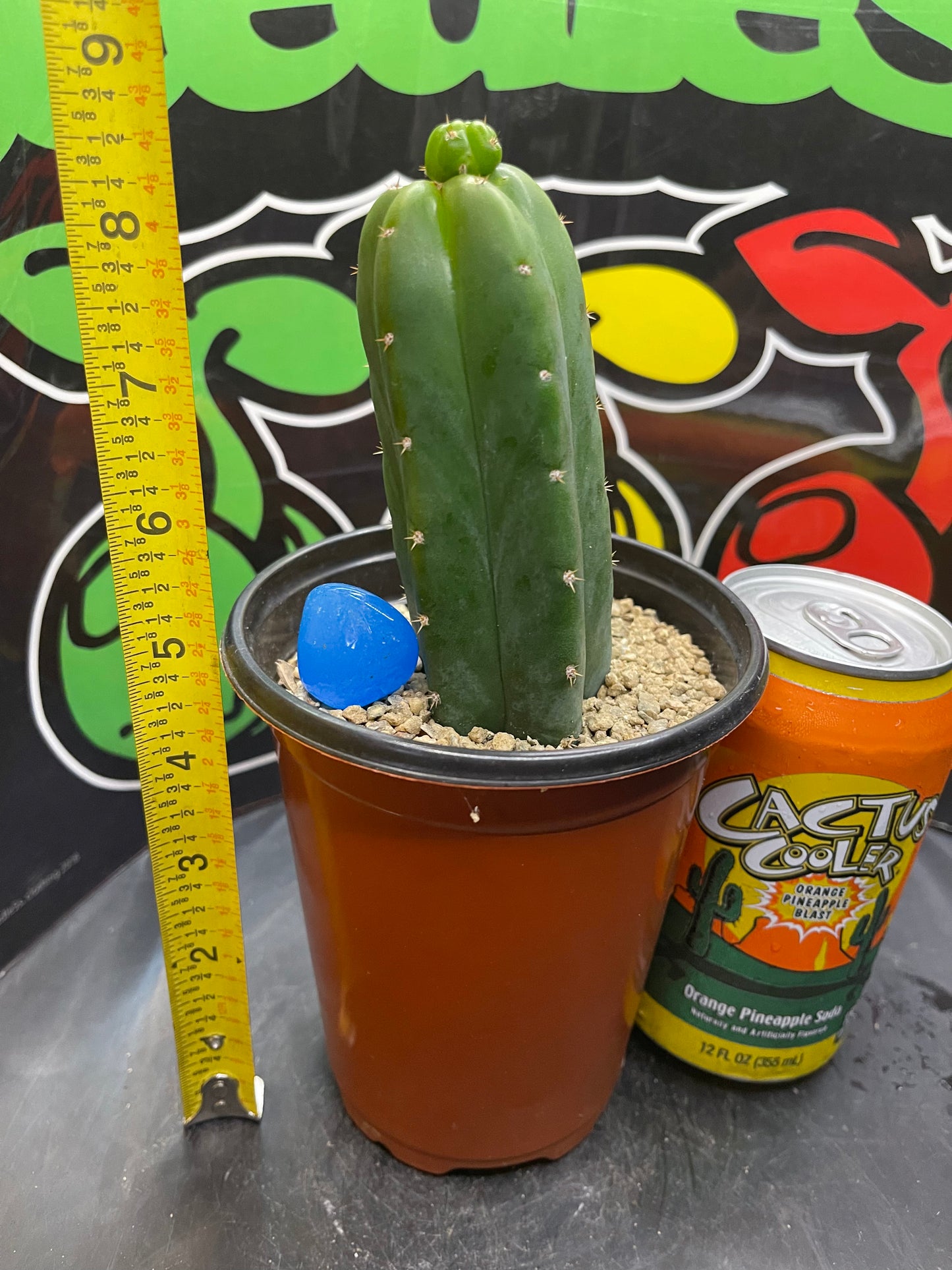 San Pedro cactus !