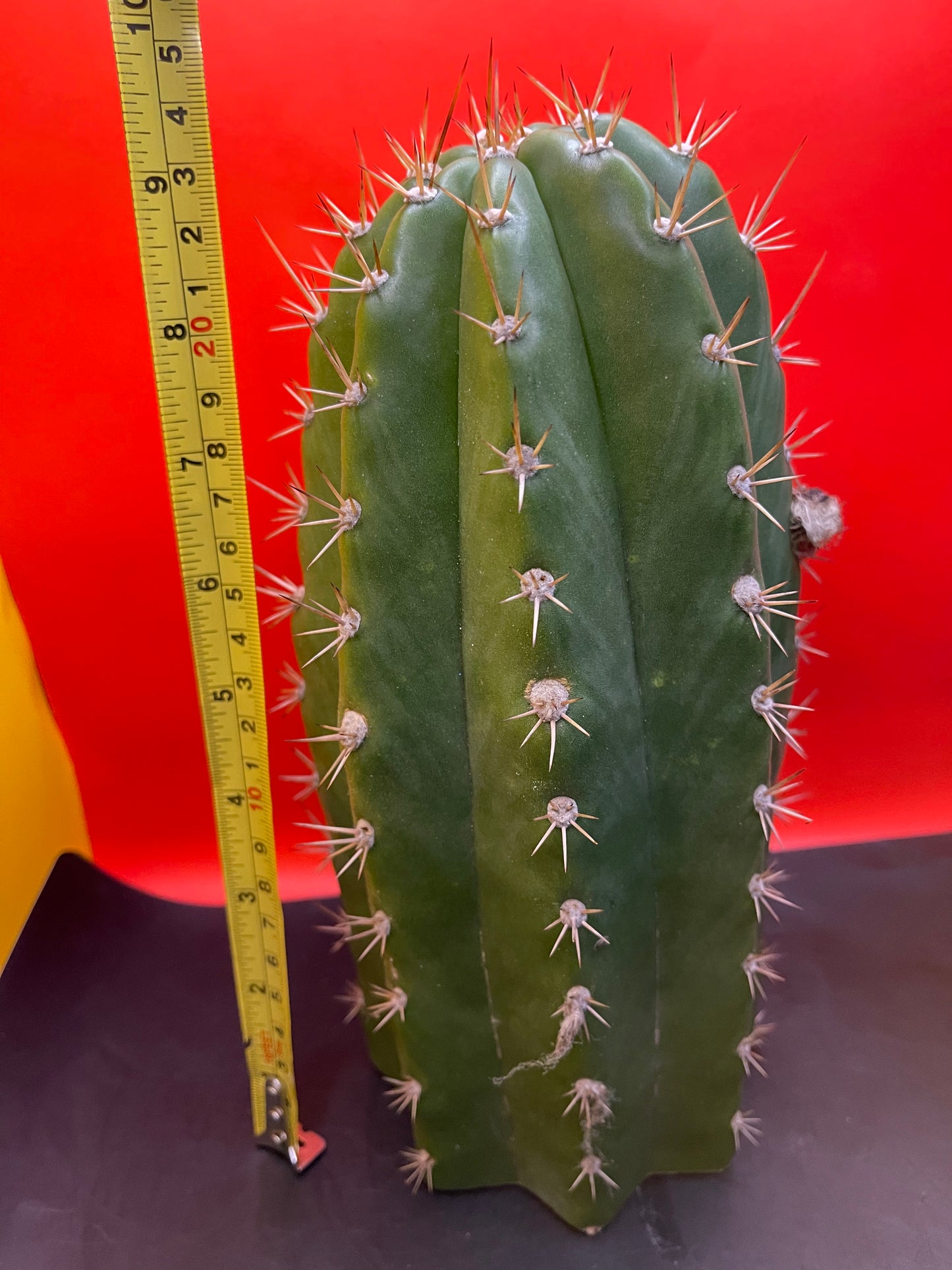 4.5” thick cactus !!!! - CACTO HEBRIDO-