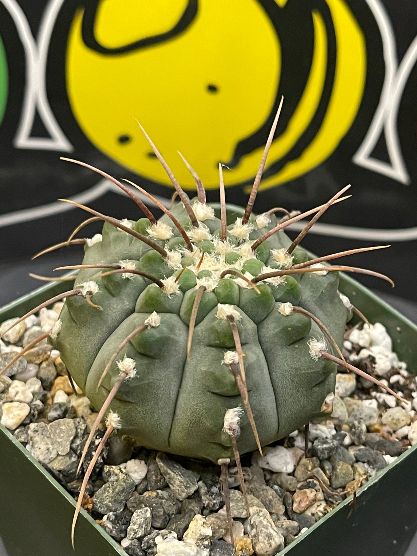 Gymnocalycium Vatteri