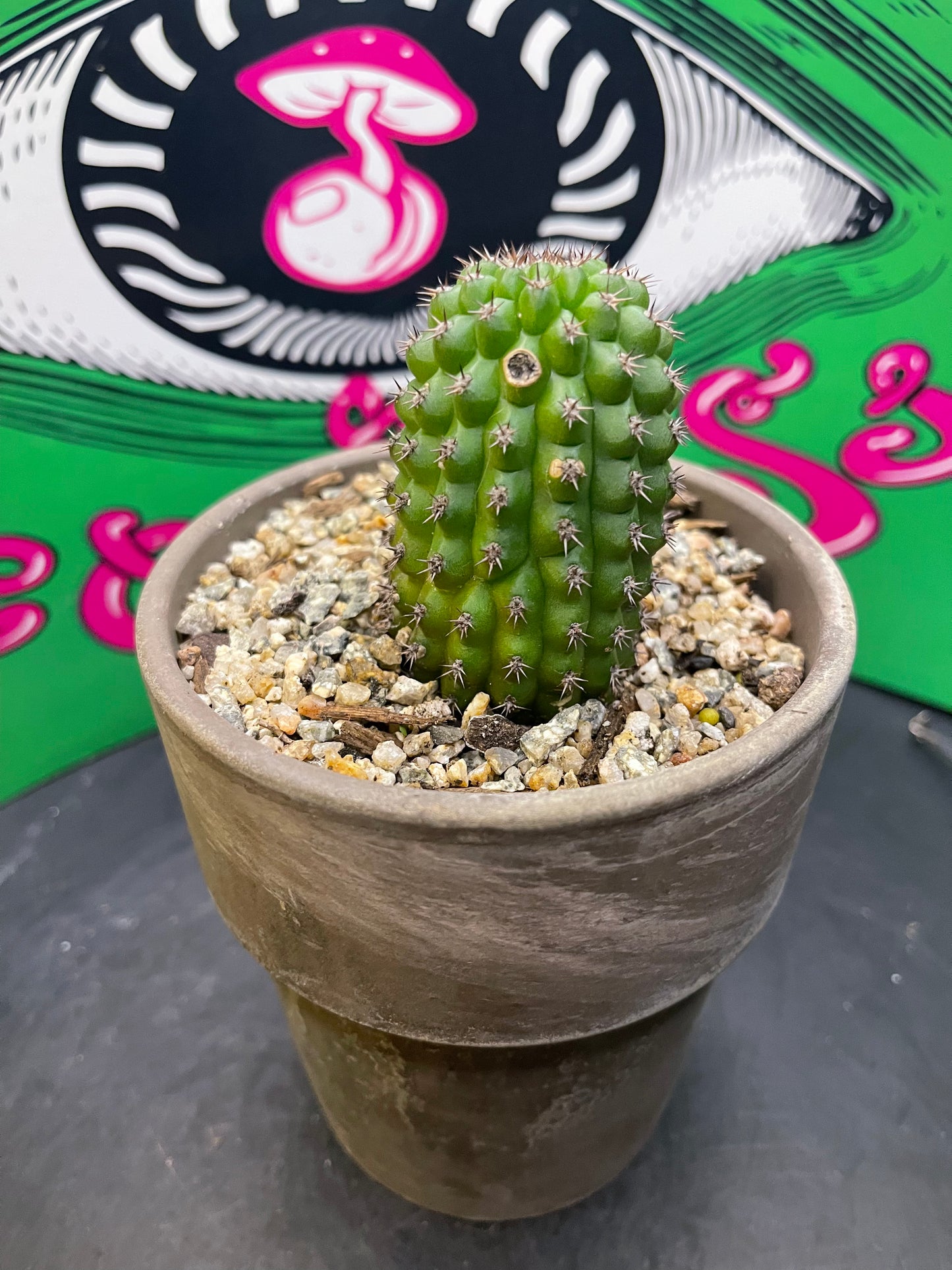 Trichocereus brevispinulosus