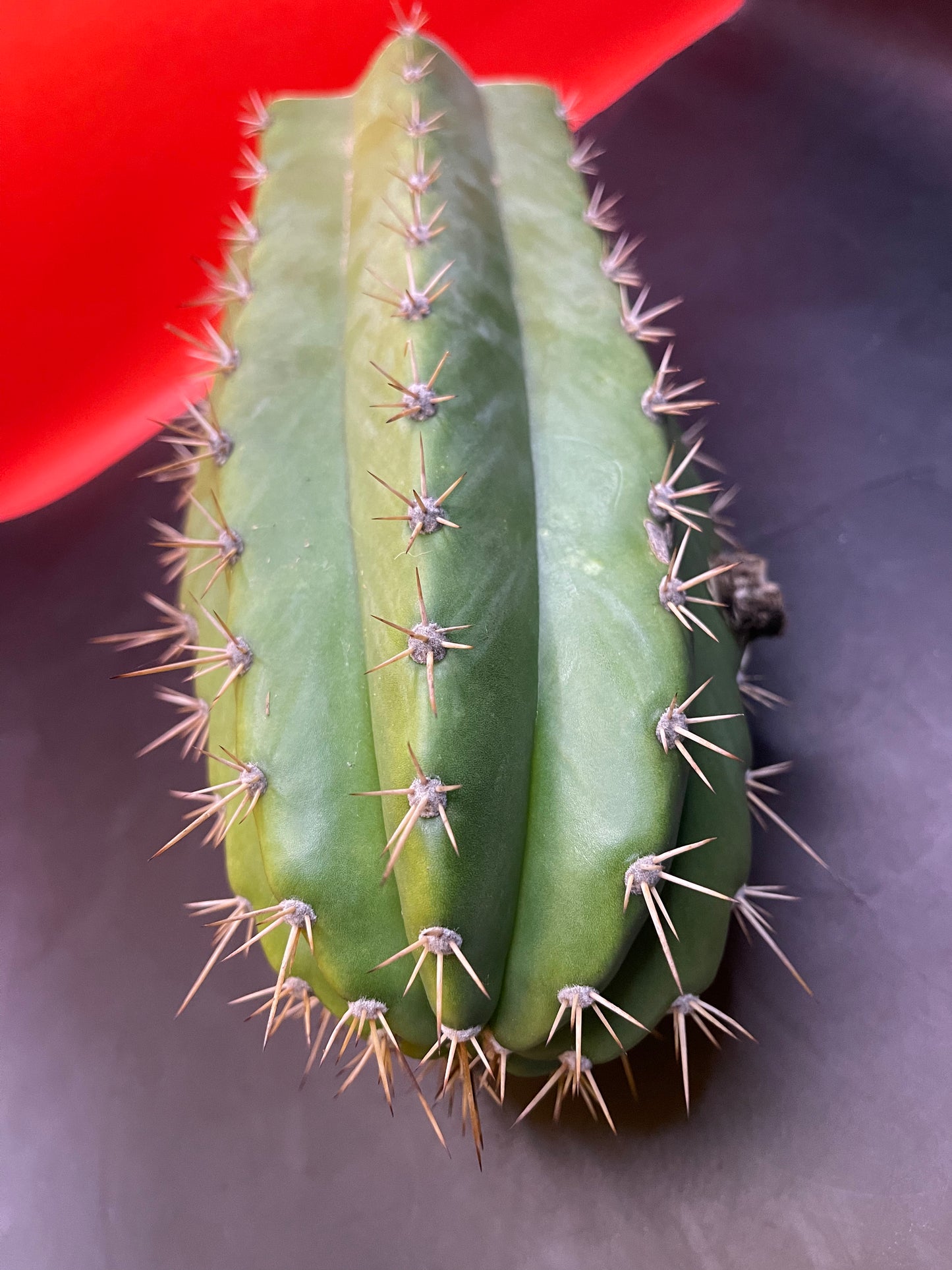 4.5” thick cactus !!!! - CACTO HEBRIDO-