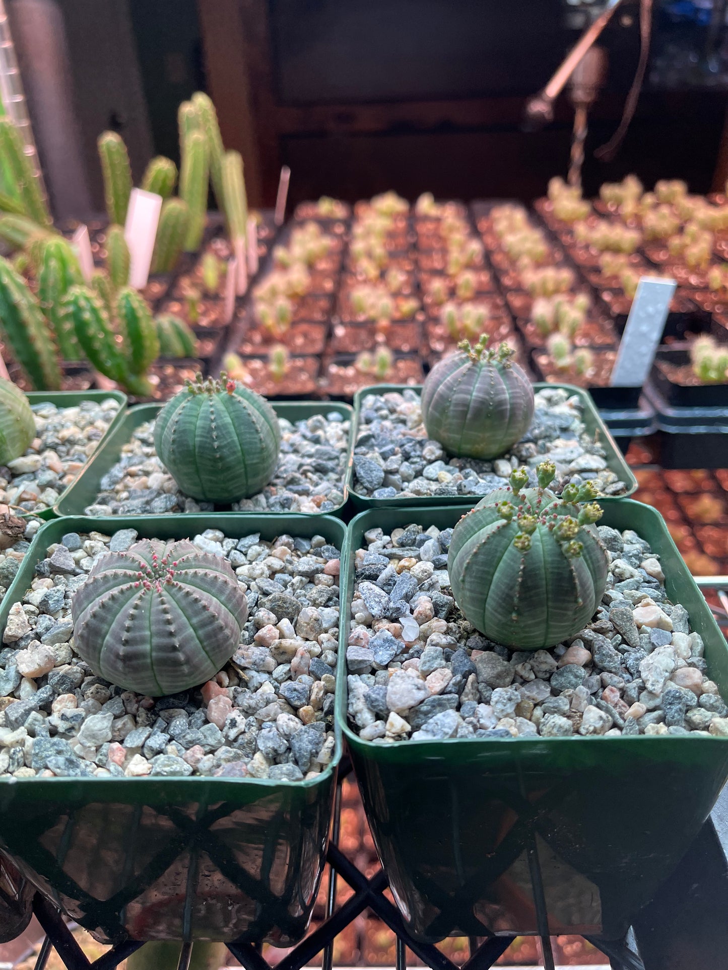 Euphorbia obesa !-