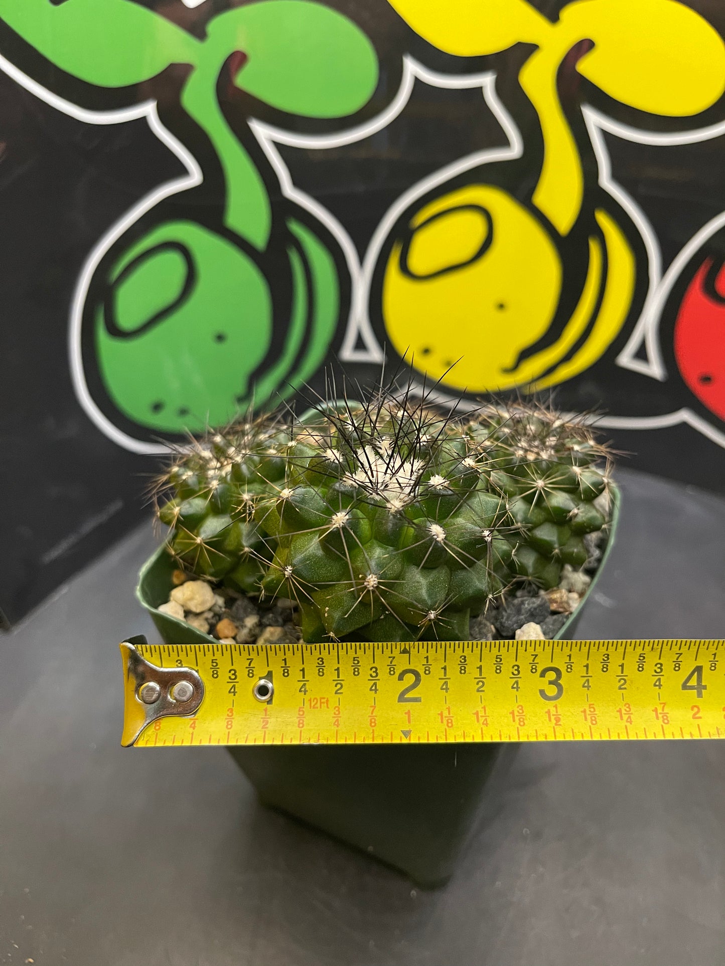 Copiapoa !