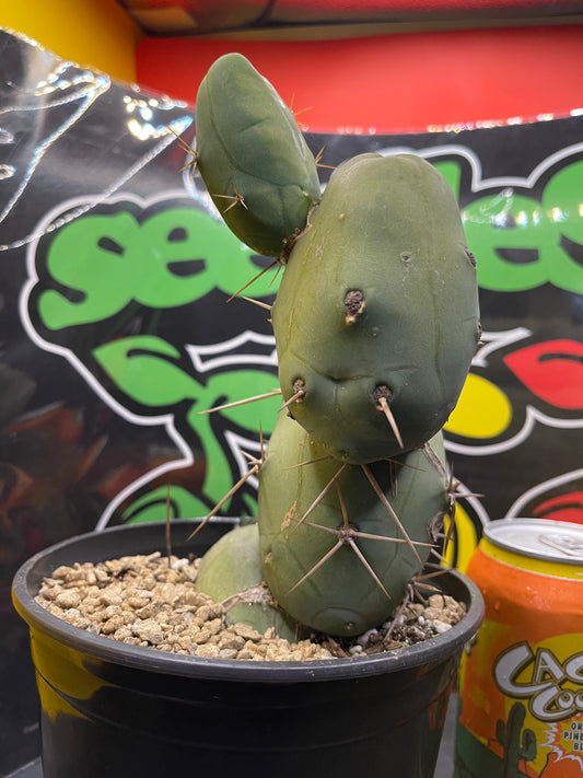 Tbm CACTUS !!!