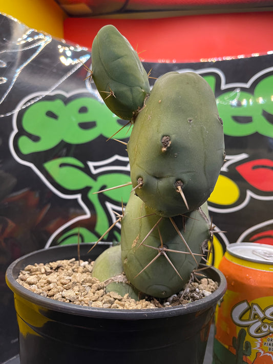 PENISCACTUS !!!