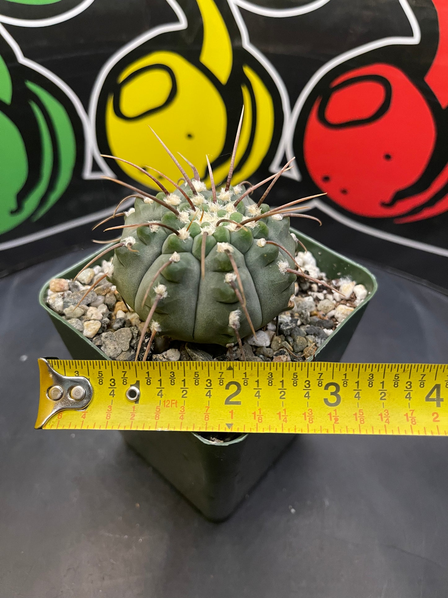 Gymnocalycium Vatteri