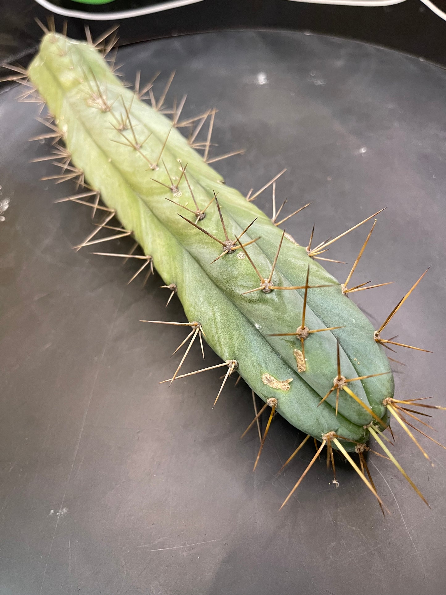 CACTUS - Trichocereus