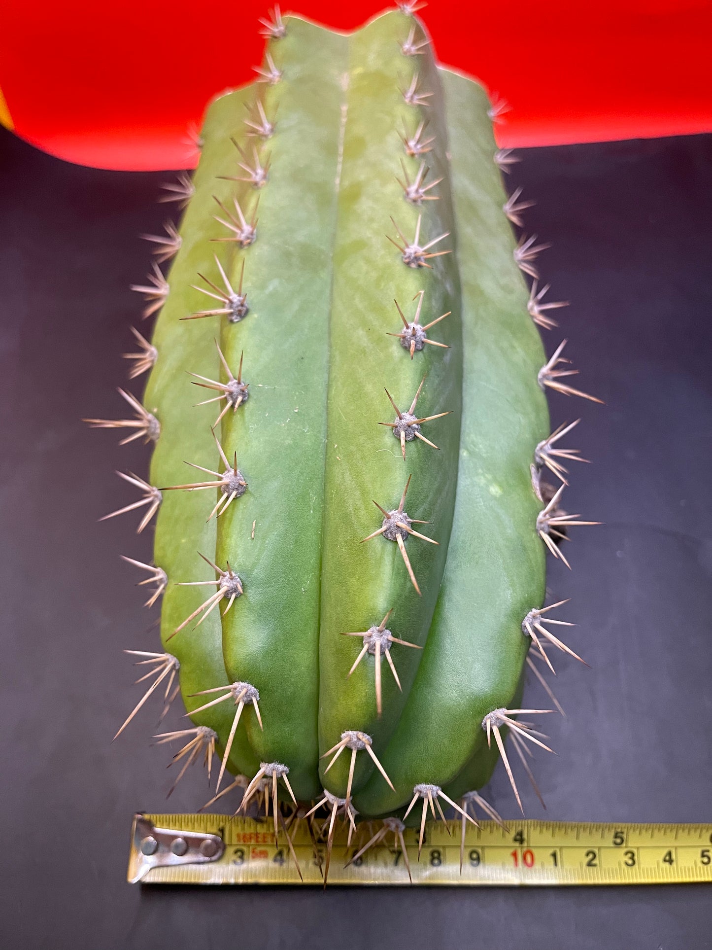 4.5” thick cactus !!!! - CACTO HEBRIDO-