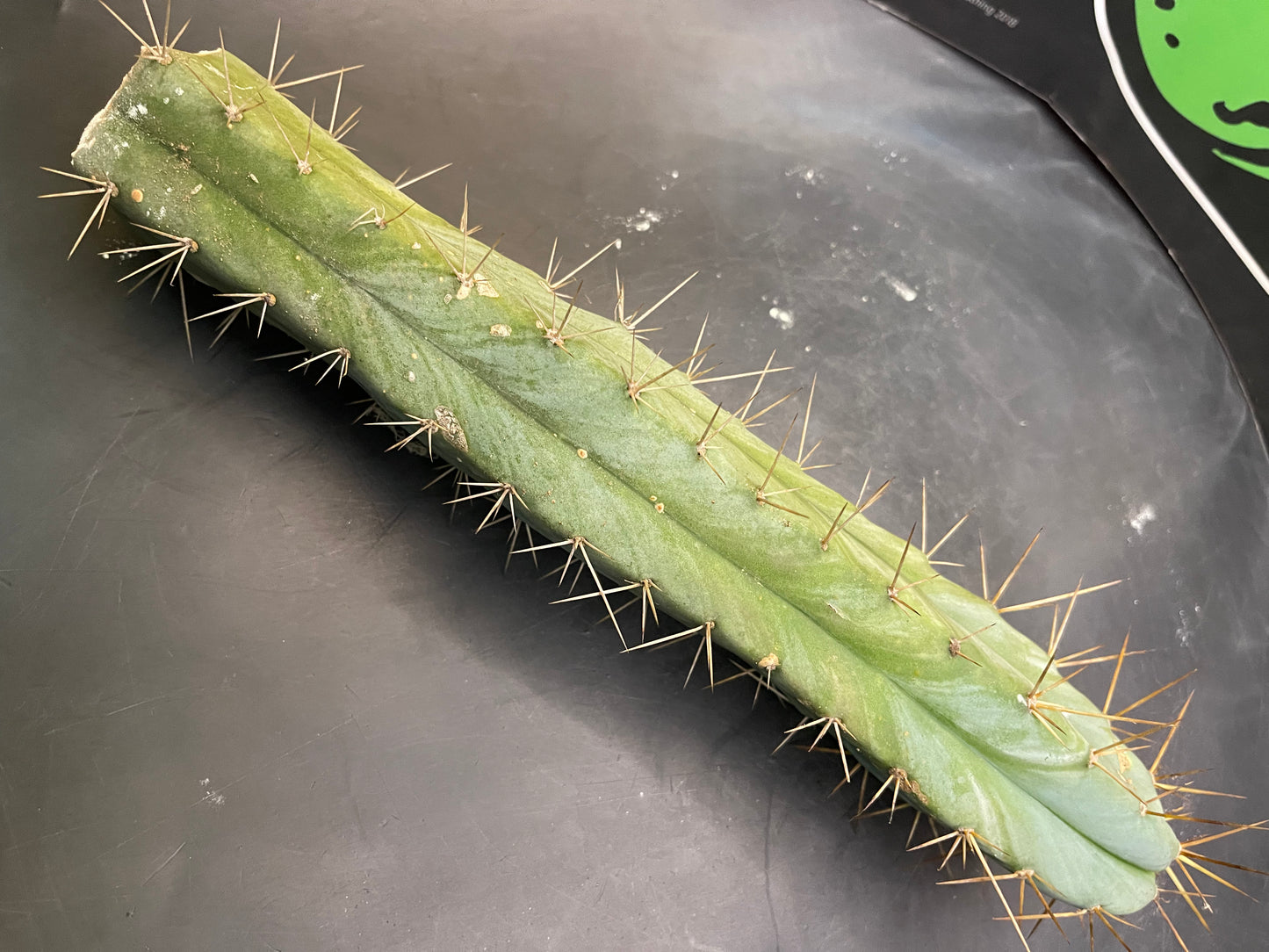 CACTUS - Trichocereus