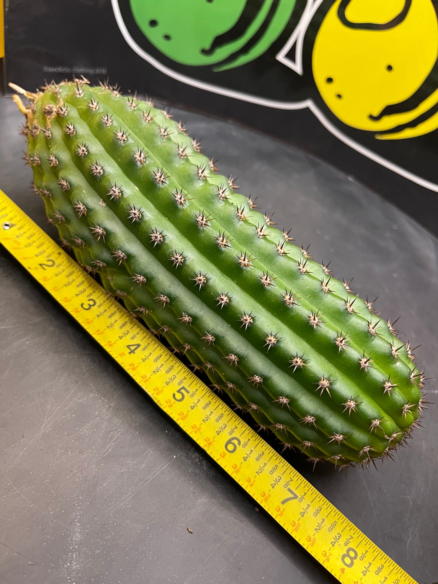 Trichocereus brevispinulosus