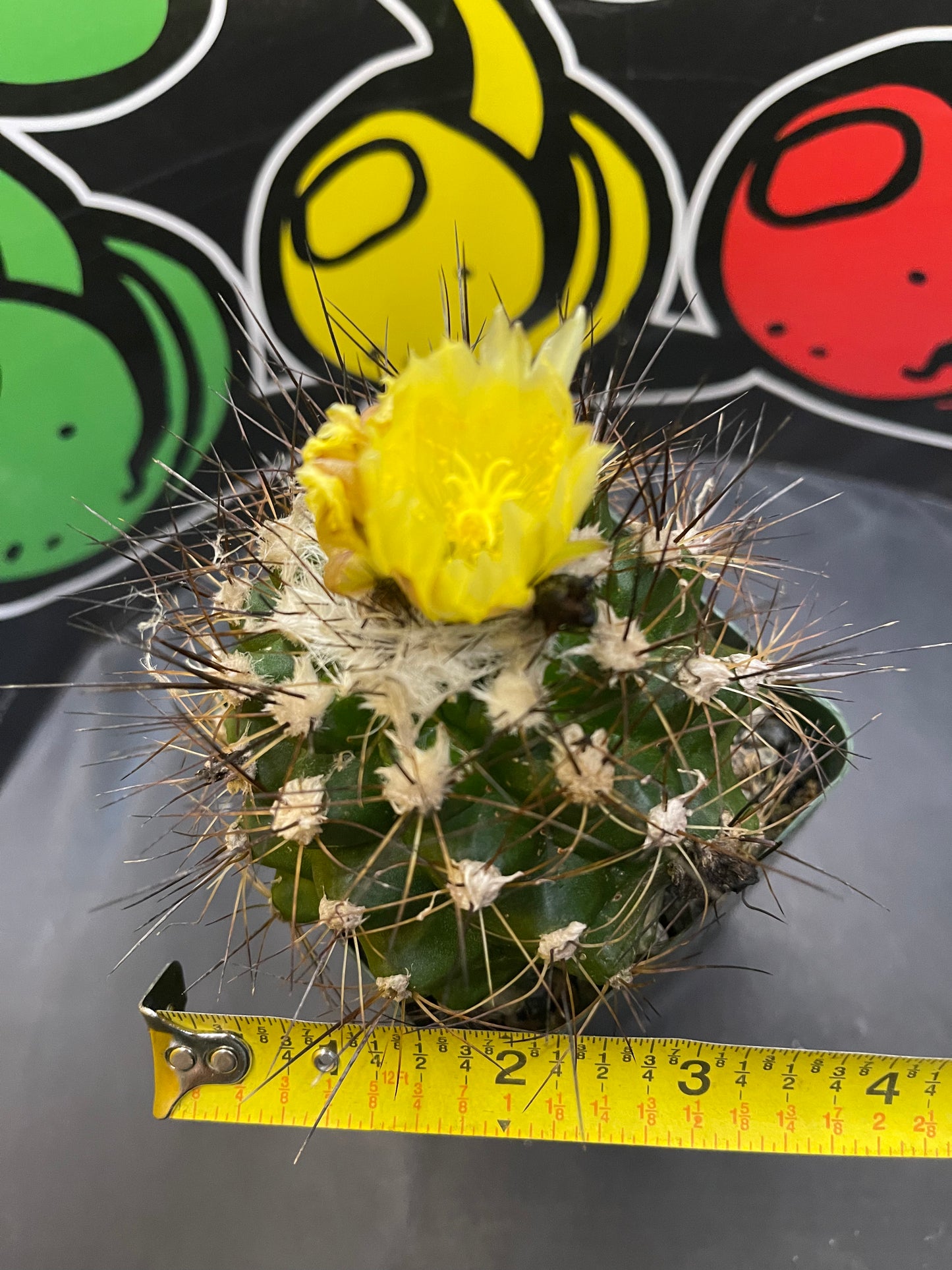 Flowering copiapoa