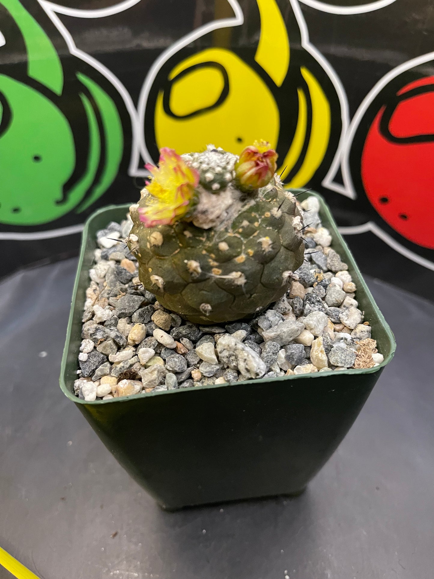 Blooming copiapoa