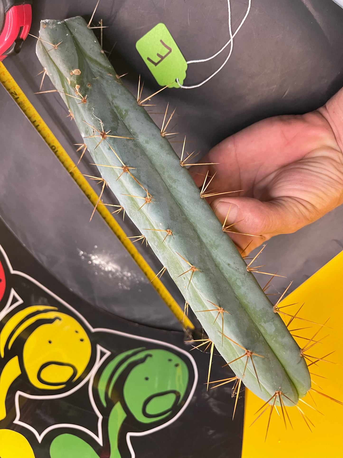 Trichocereus bridgesii- SON OF RON 🌶️🌵