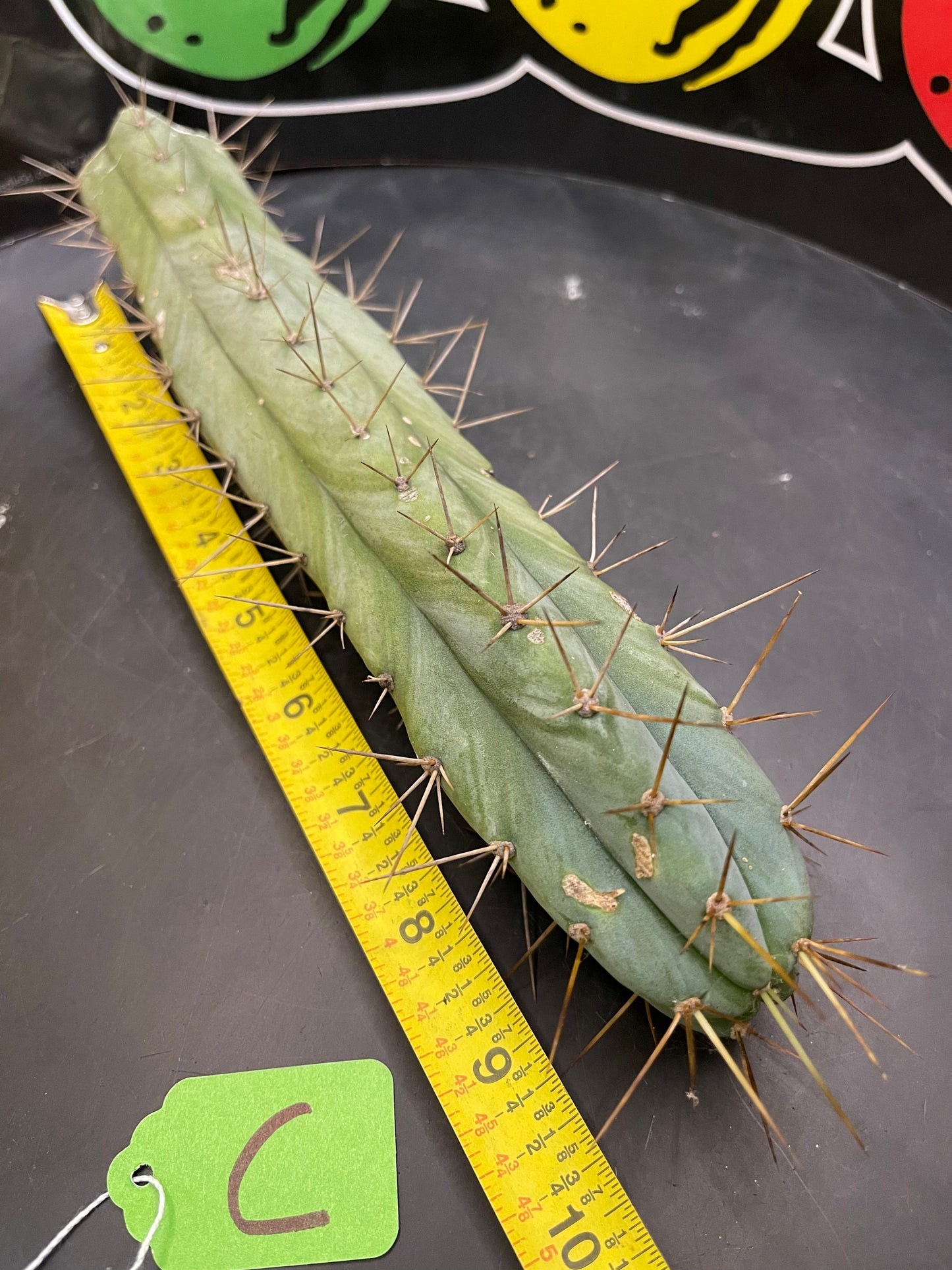 CACTUS - Trichocereus