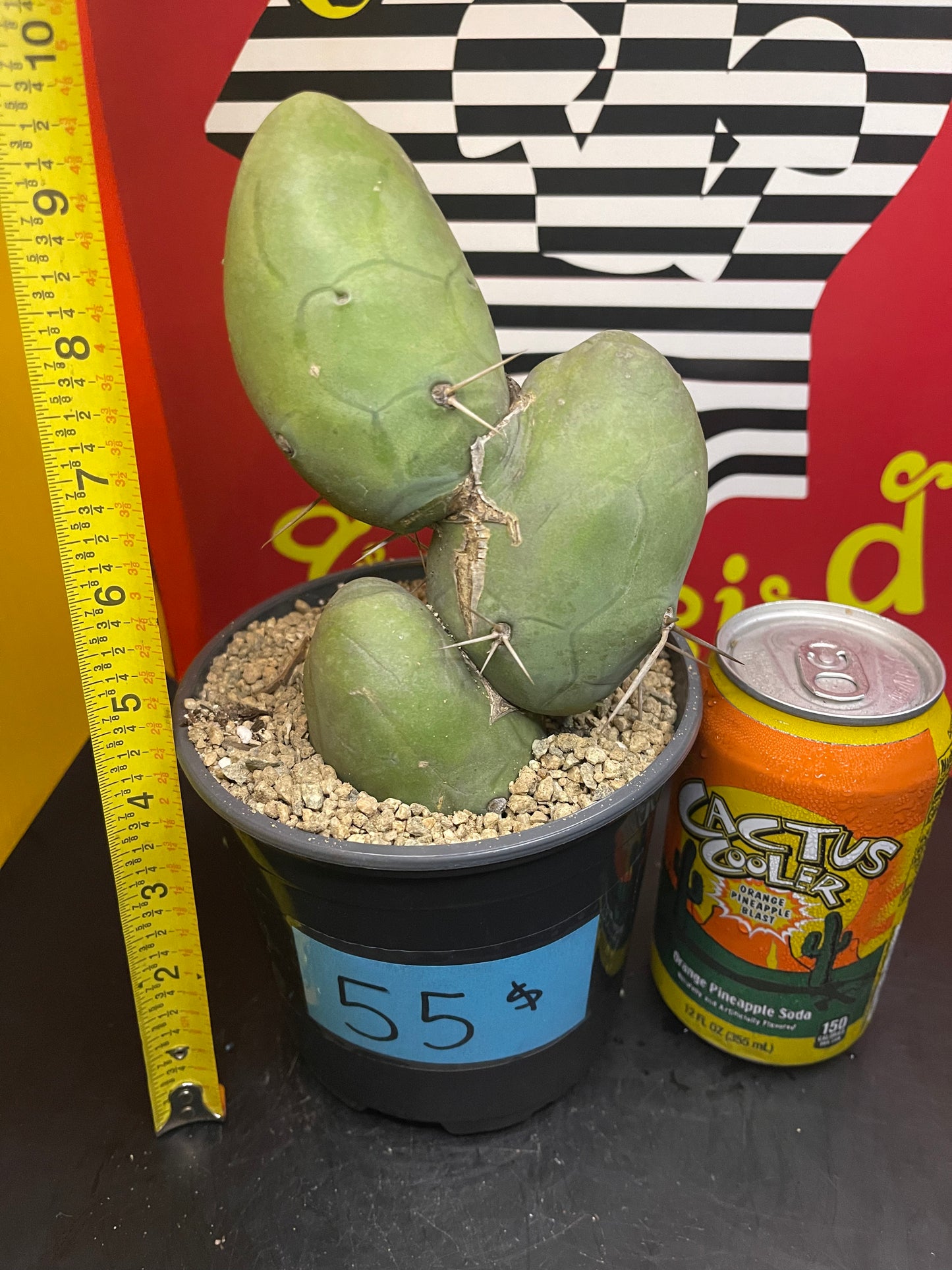 T-(trichocereus) B-(Bridgesii) M-(Monstrose)