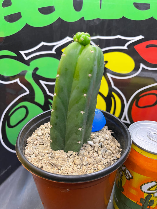 San Pedro cactus !