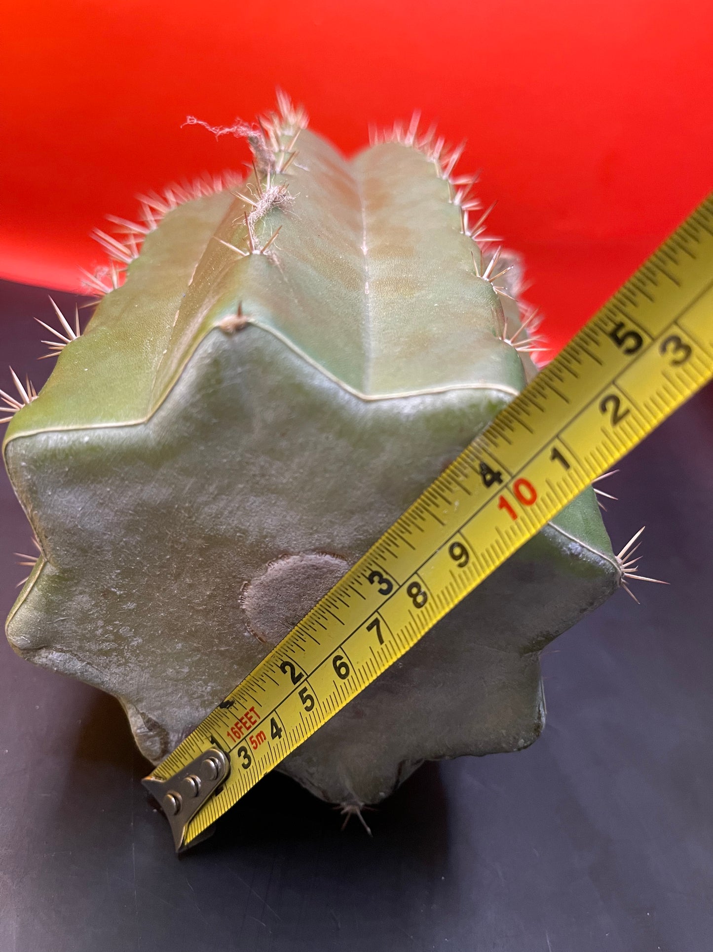 4.5” thick cactus !!!! - CACTO HEBRIDO-