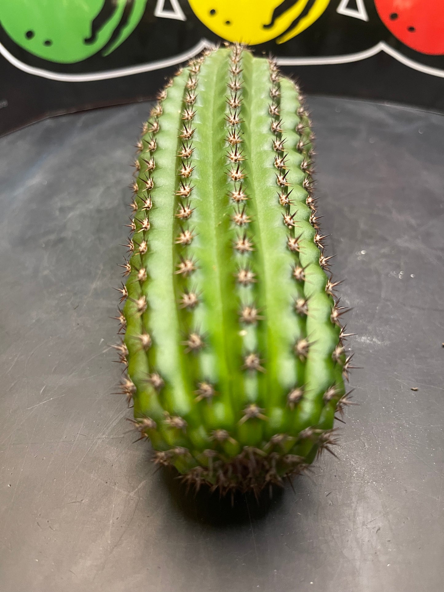 Trichocereus brevispinulosus