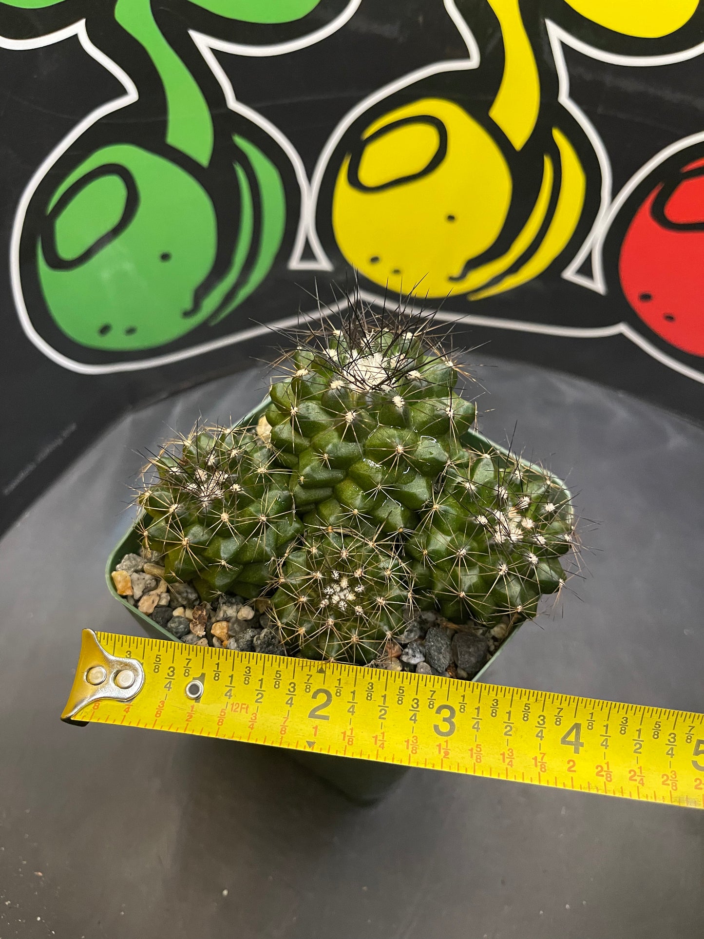 Copiapoa !