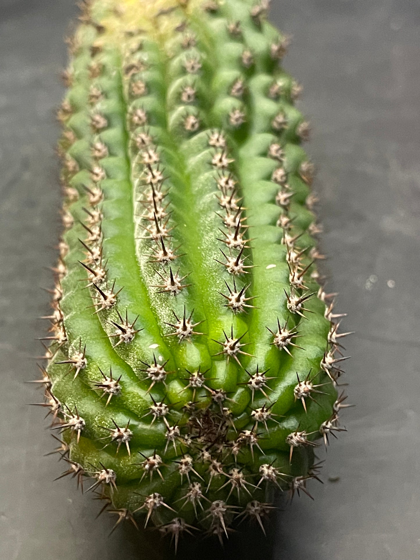 Tricho brevispinulosus