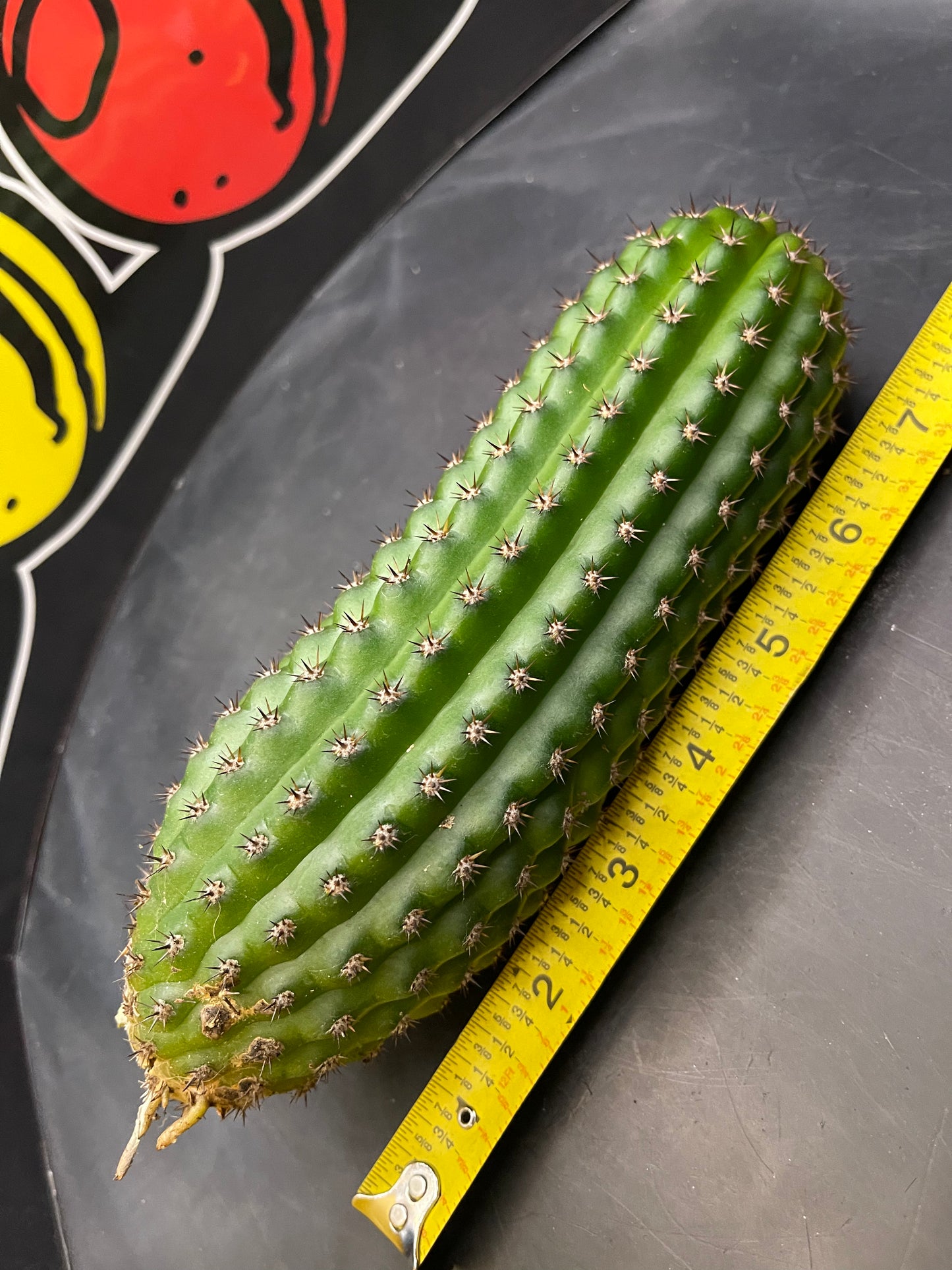 Trichocereus brevispinulosus