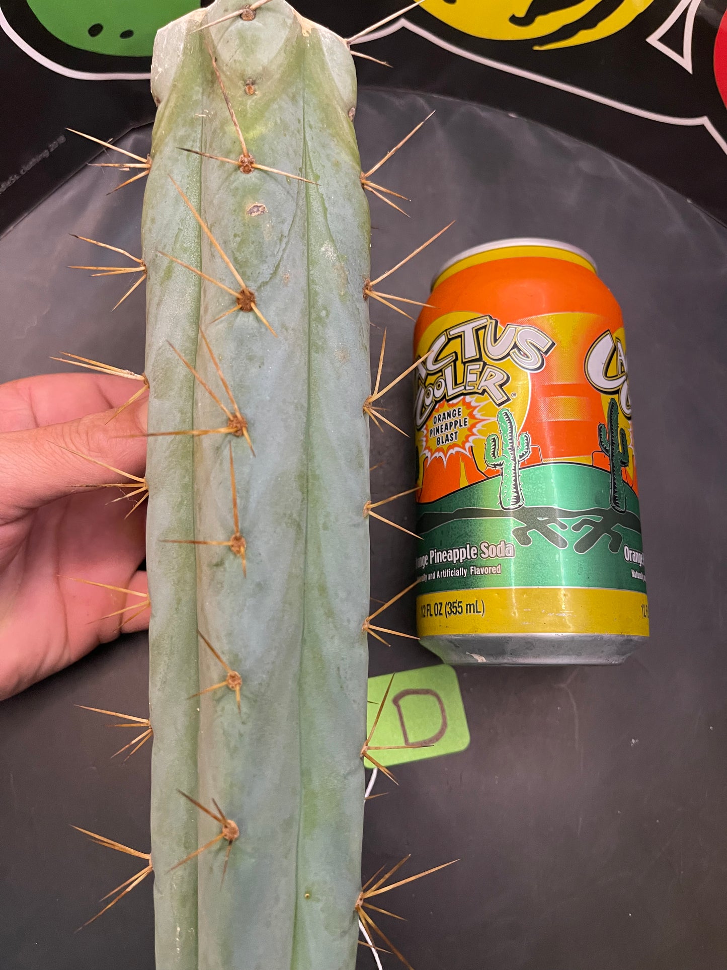 Bridgesii - San Pedro cactus (spicy🌶️)