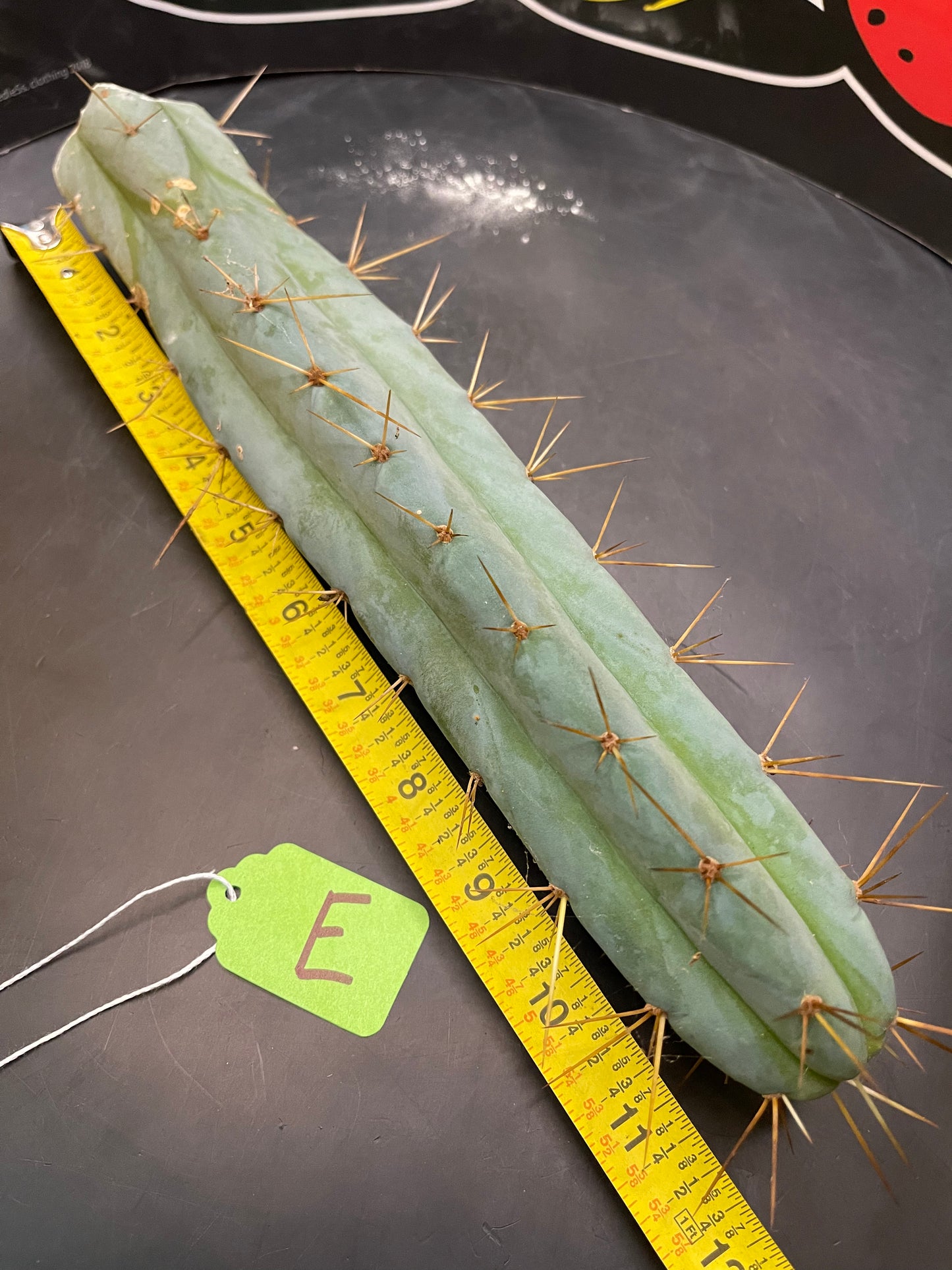 Trichocereus bridgesii- SON OF RON 🌶️🌵