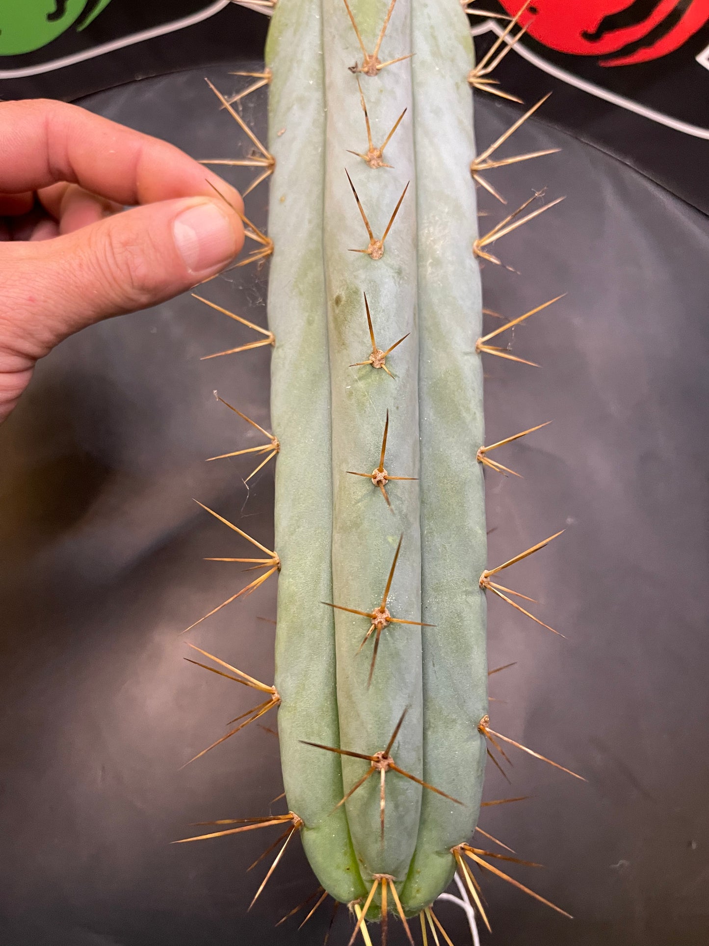 Bridgesii - San Pedro cactus (spicy🌶️)