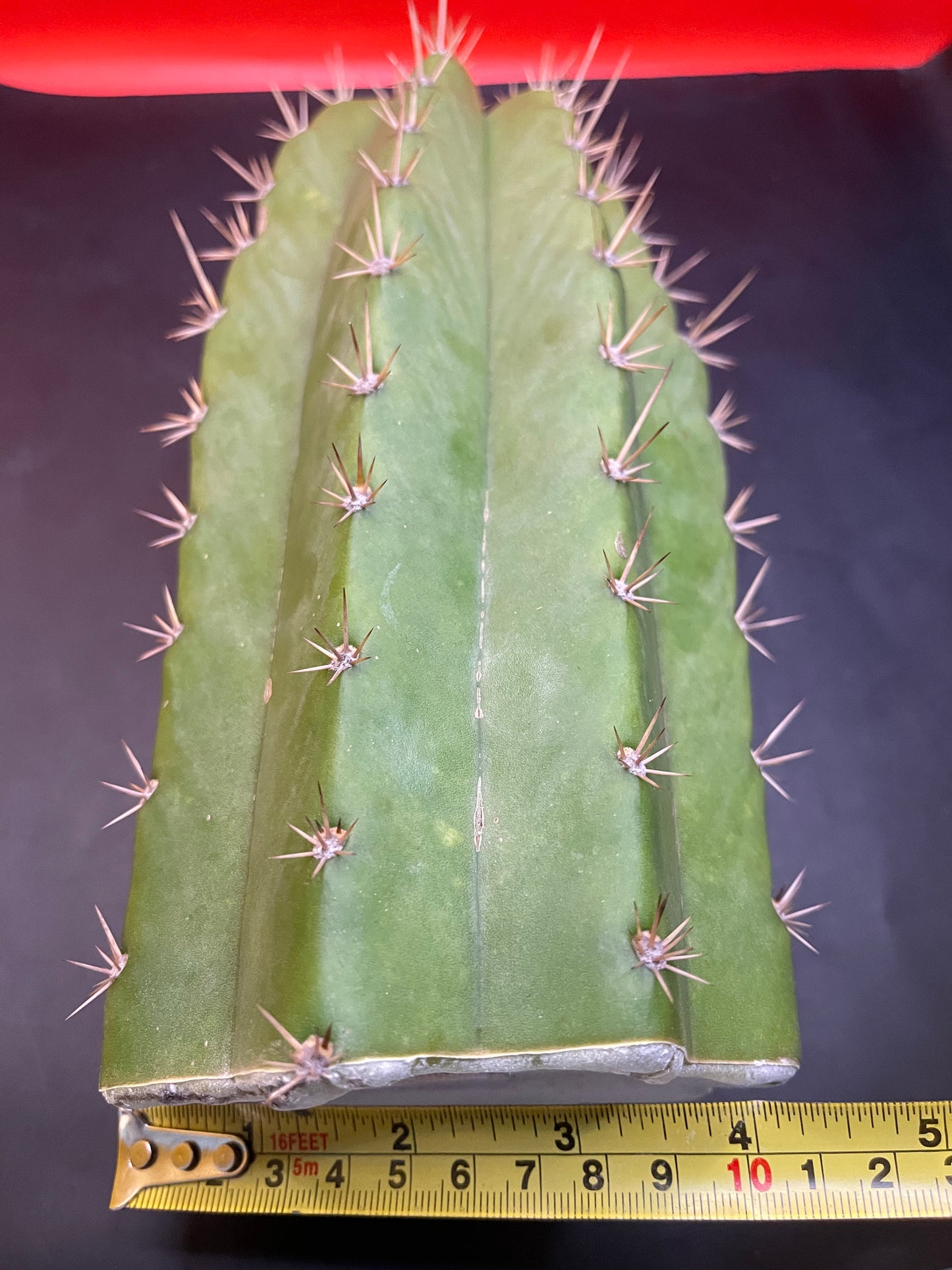 4.5” thick cactus !!!! - CACTO HEBRIDO-