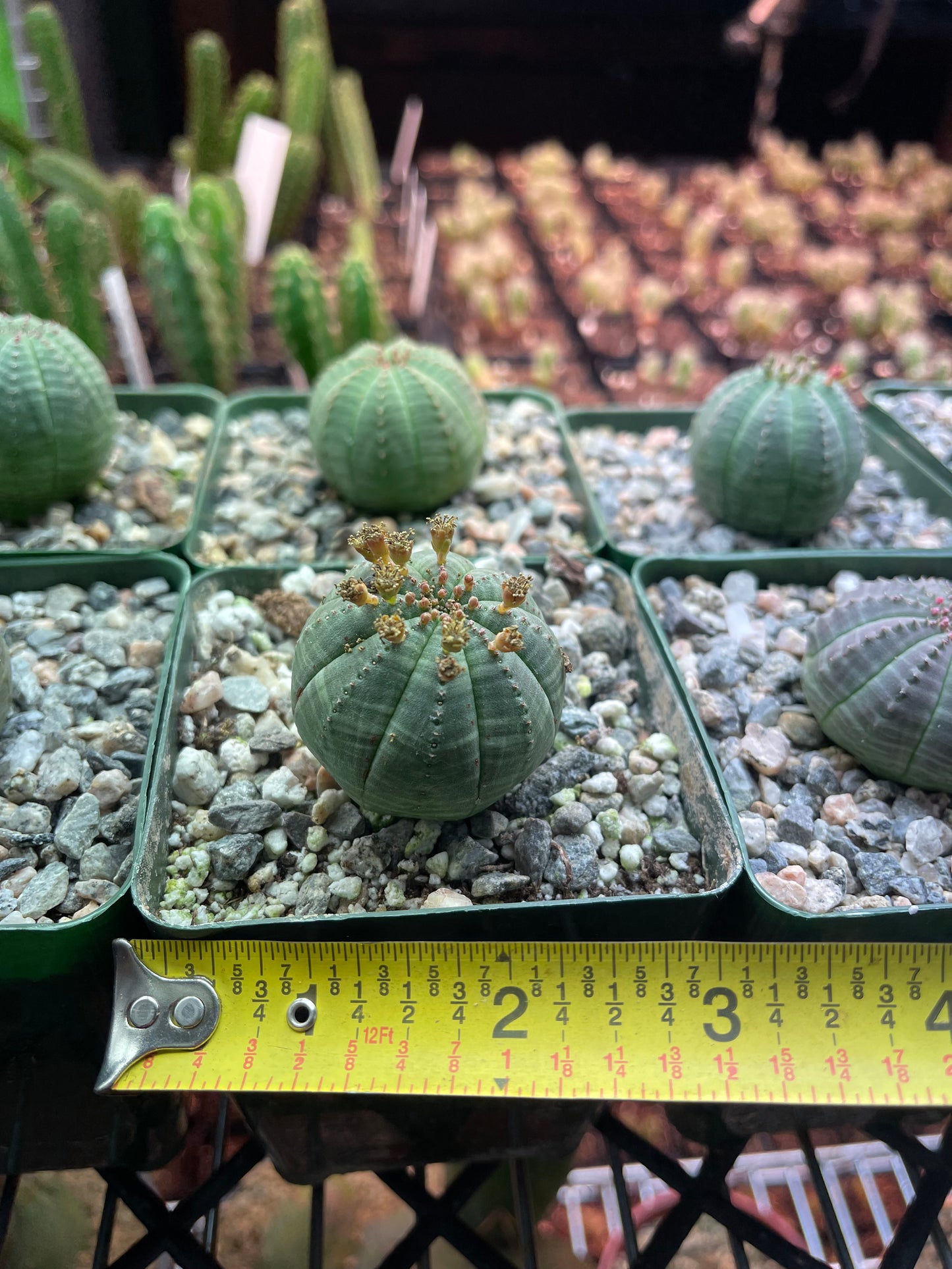 Euphorbia obesa !-