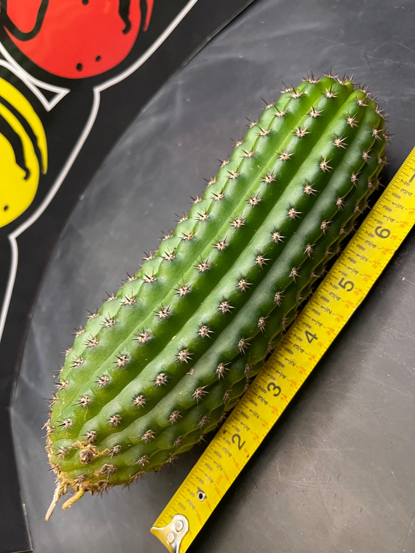 Trichocereus brevispinulosus