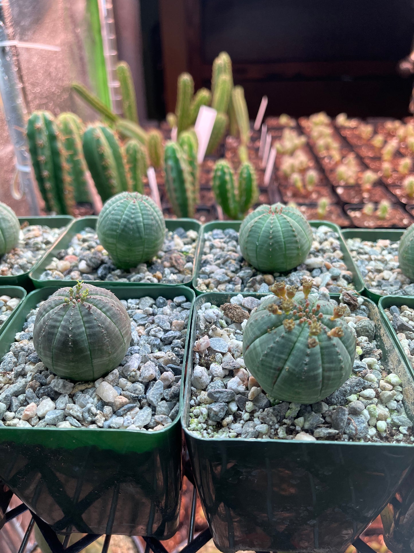 Euphorbia obesa !-