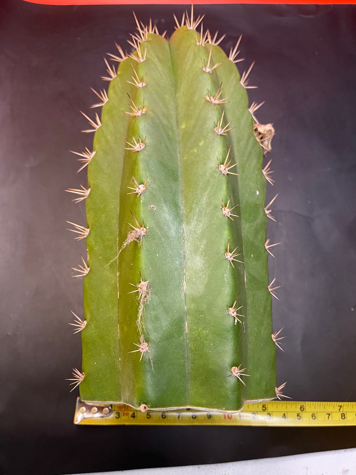 4.5” thick cactus !!!! - CACTO HEBRIDO-