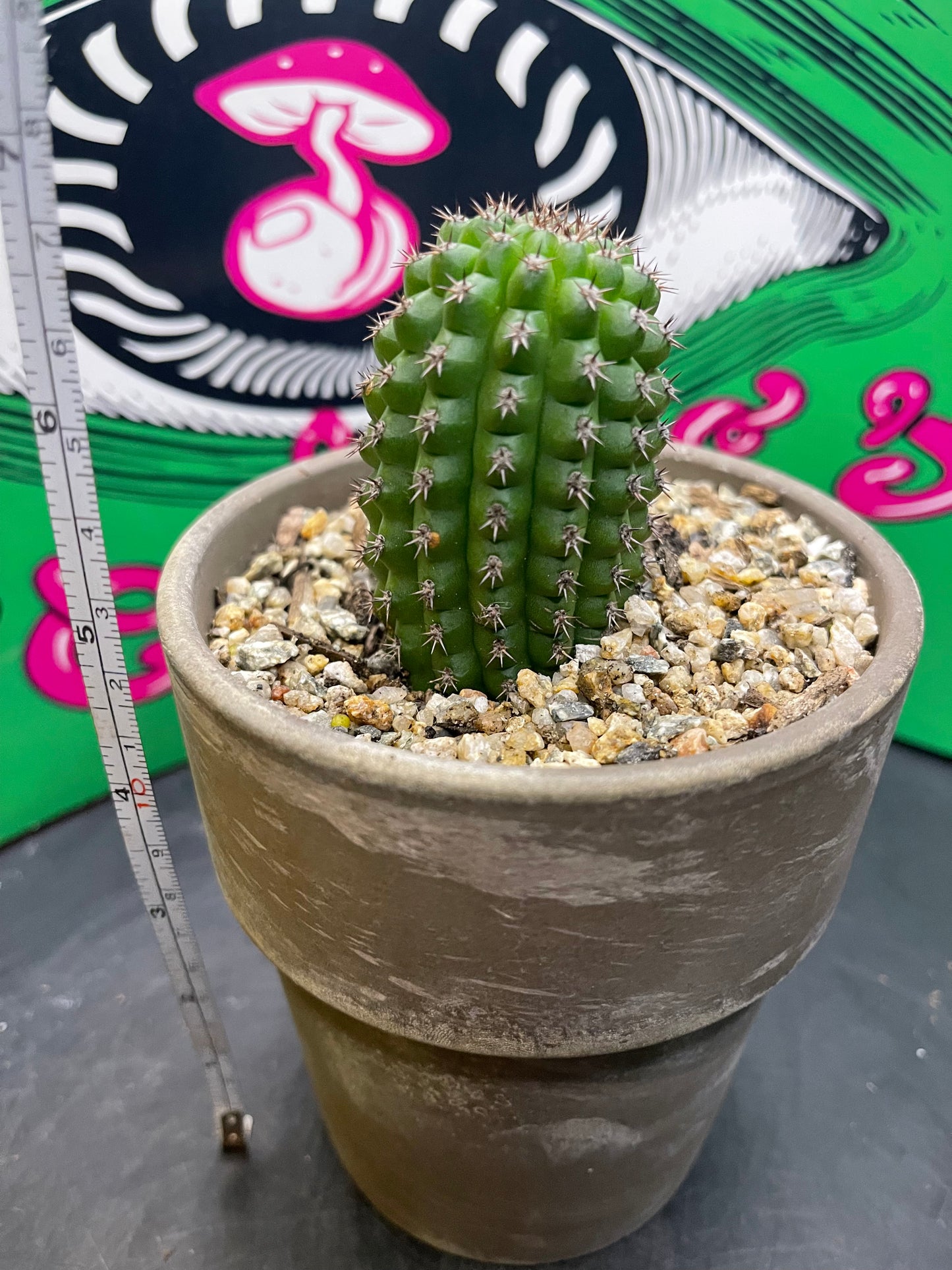 Trichocereus brevispinulosus