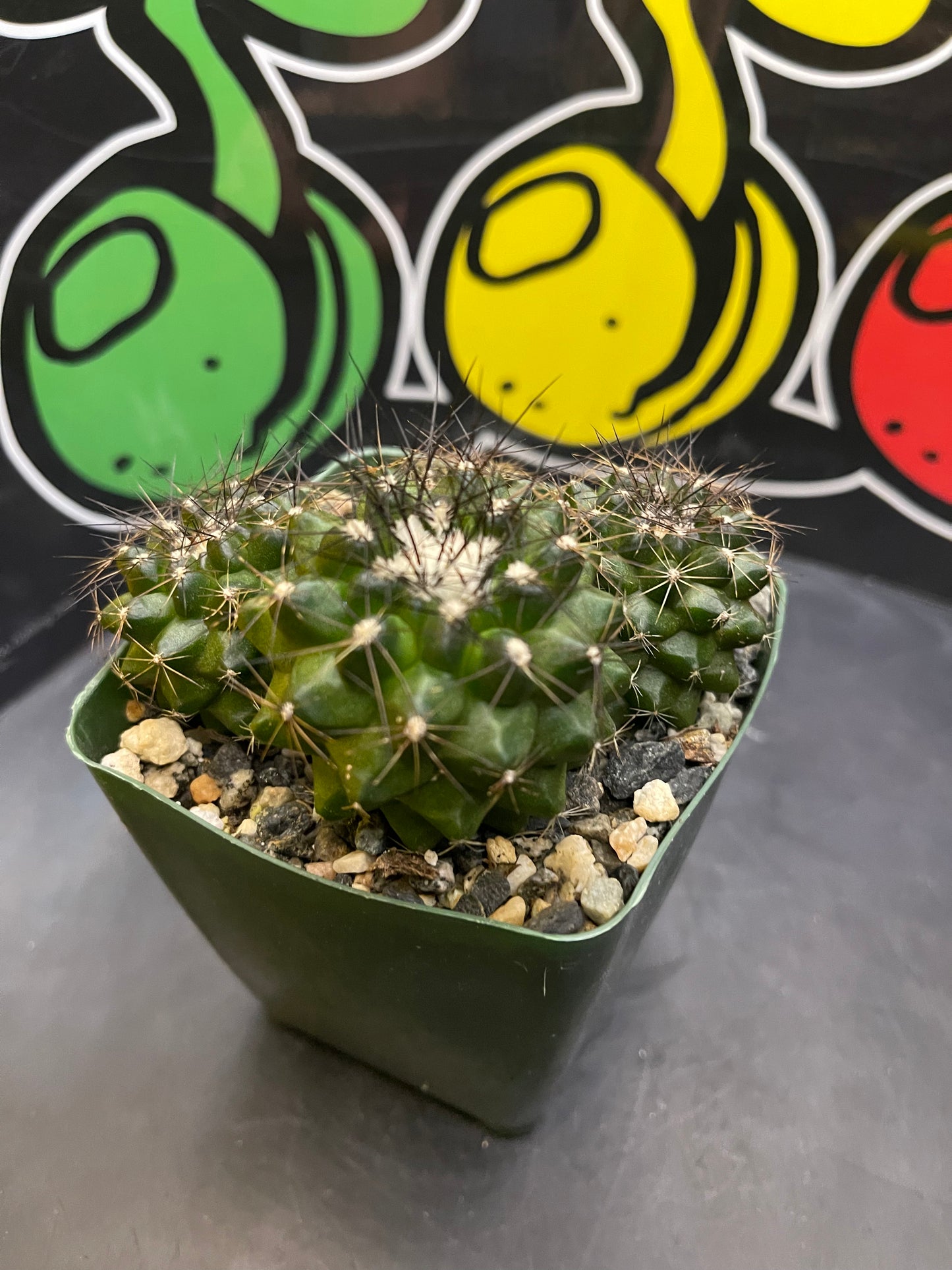 Copiapoa !