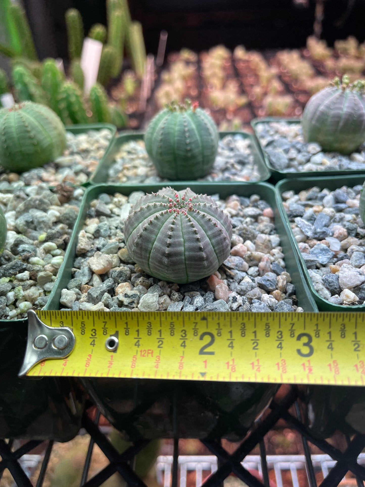 Euphorbia obesa !-