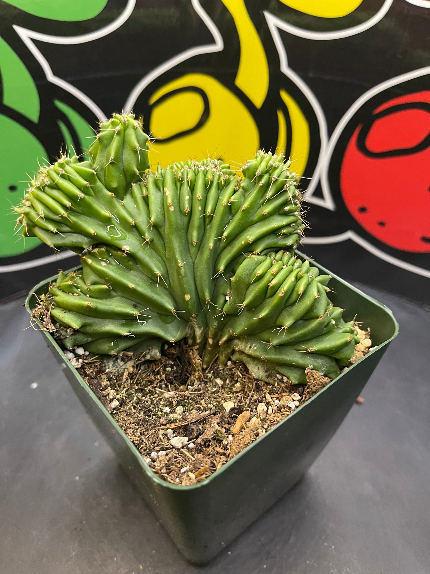 Crested myrtillocactus