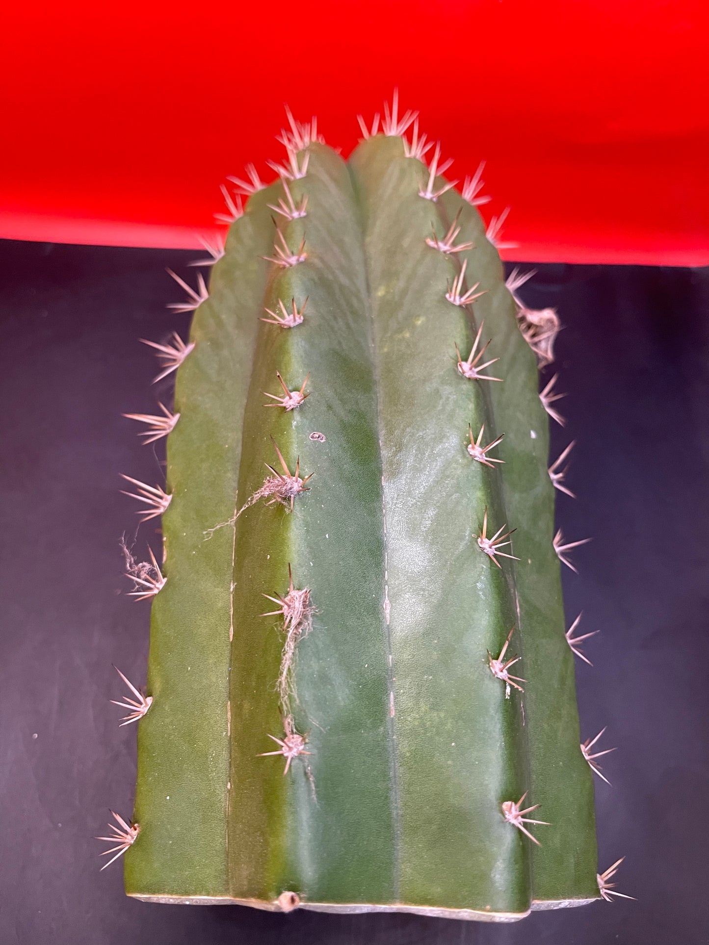 4.5” thick cactus !!!! - CACTO HEBRIDO-