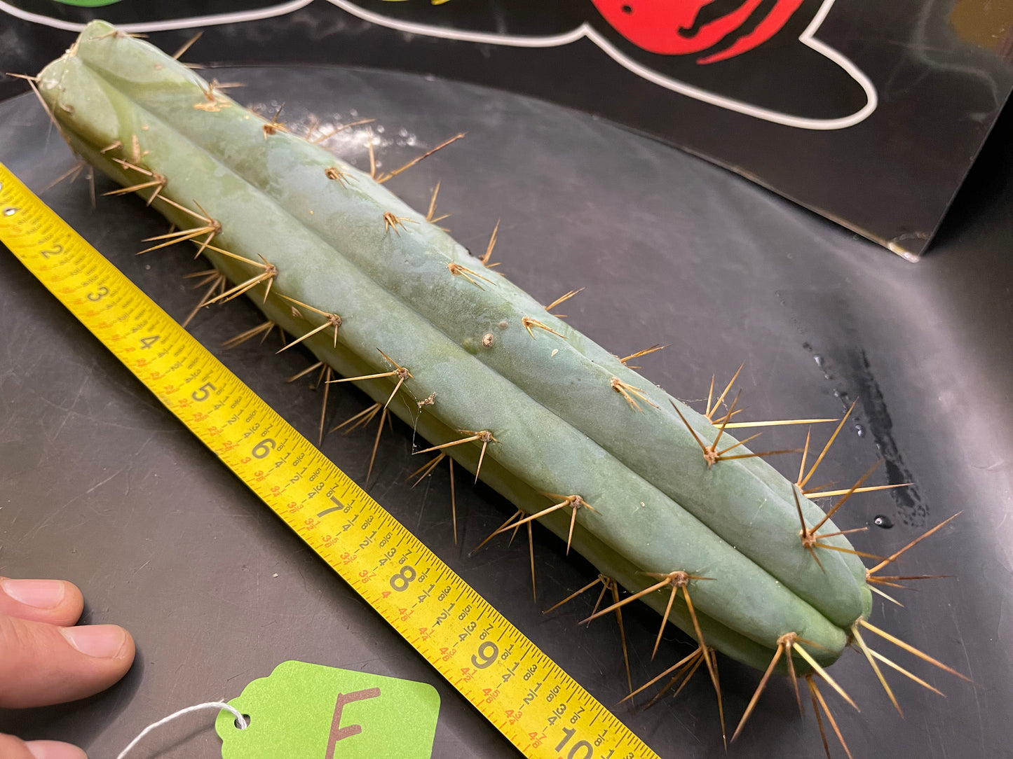 Trichocereus bridgesii- SON OF RON 🌶️🌵