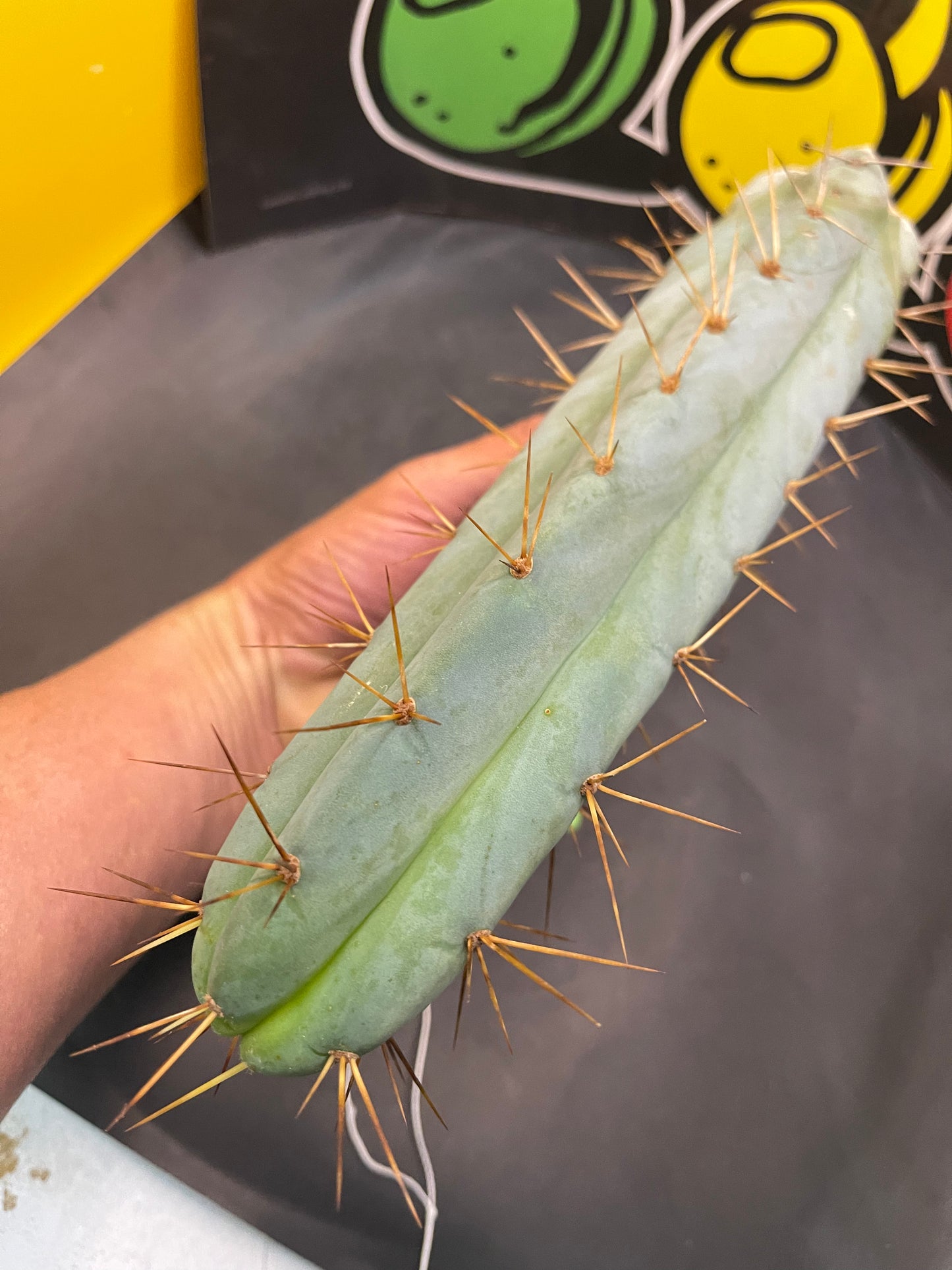 Bridgesii - San Pedro cactus (spicy🌶️)