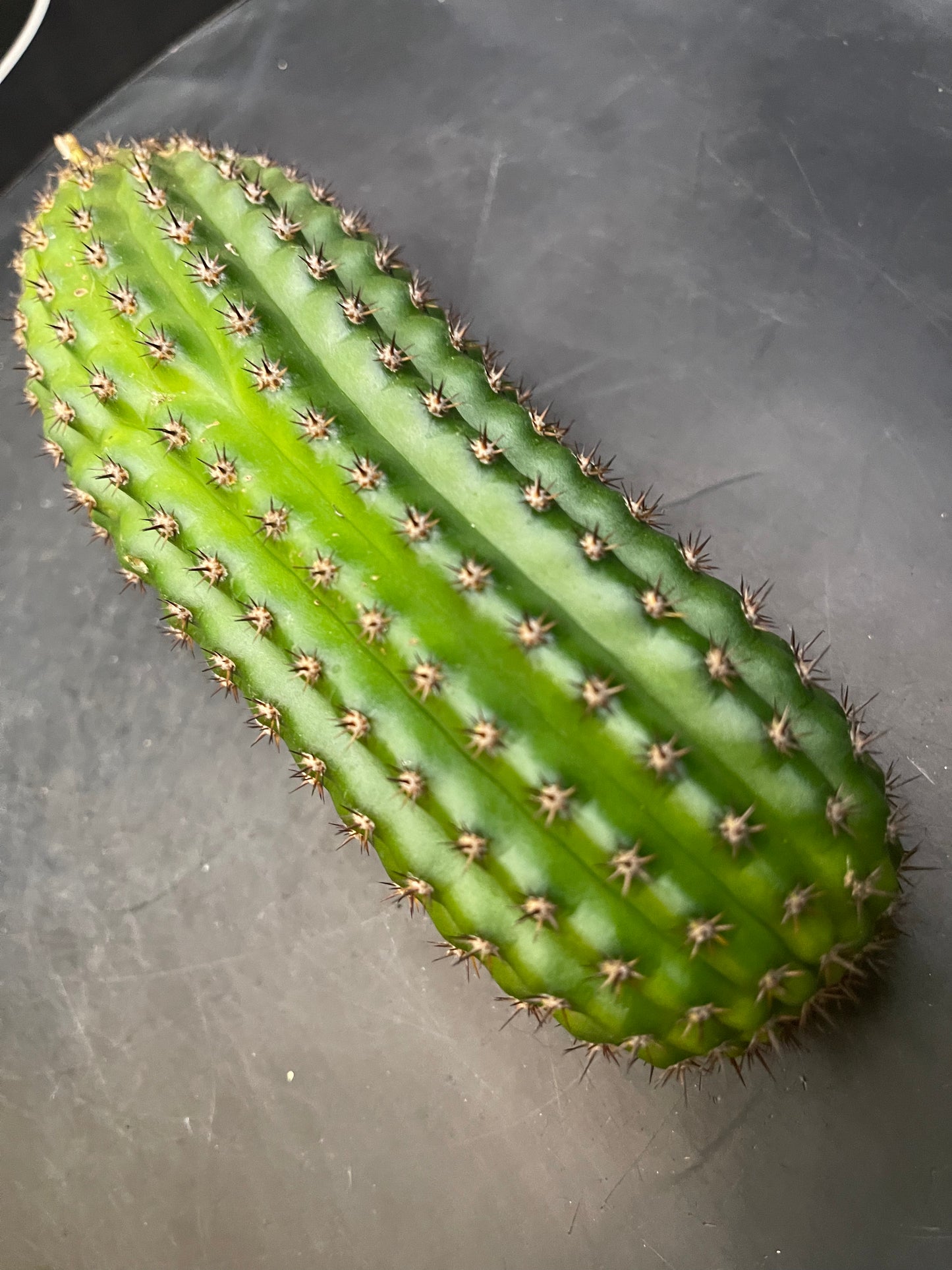 Trichocereus brevispinulosus