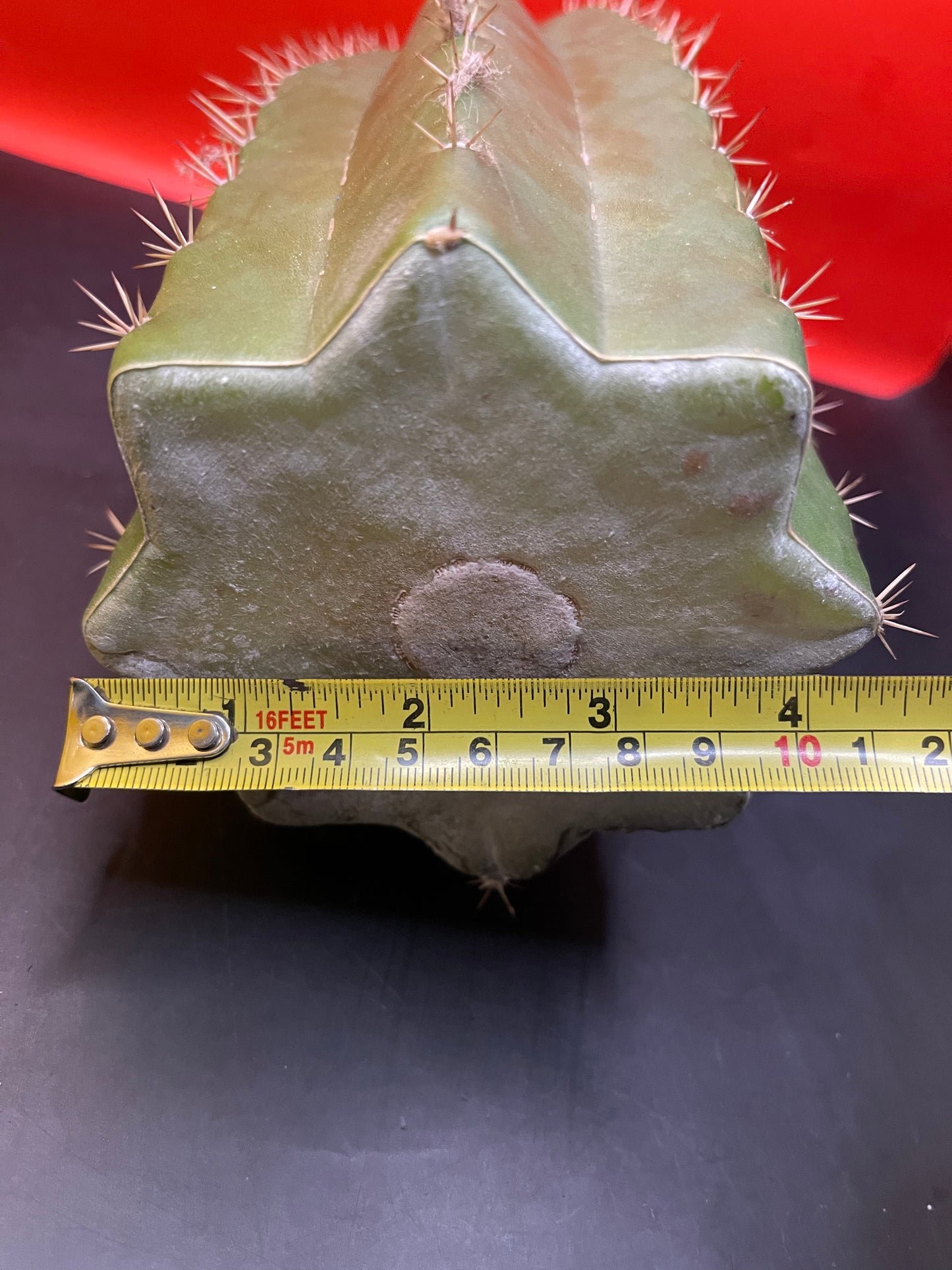 4.5” thick cactus !!!! - CACTO HEBRIDO-