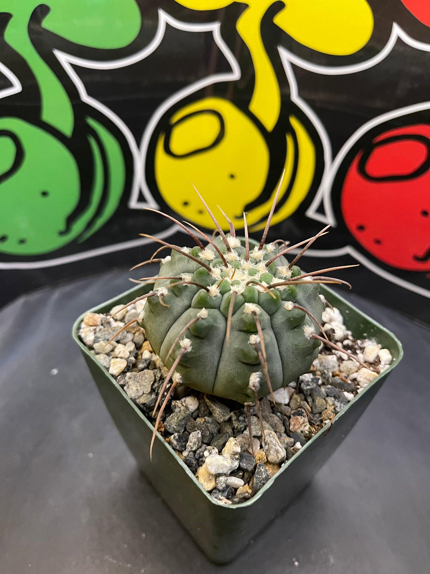 Gymnocalycium Vatteri