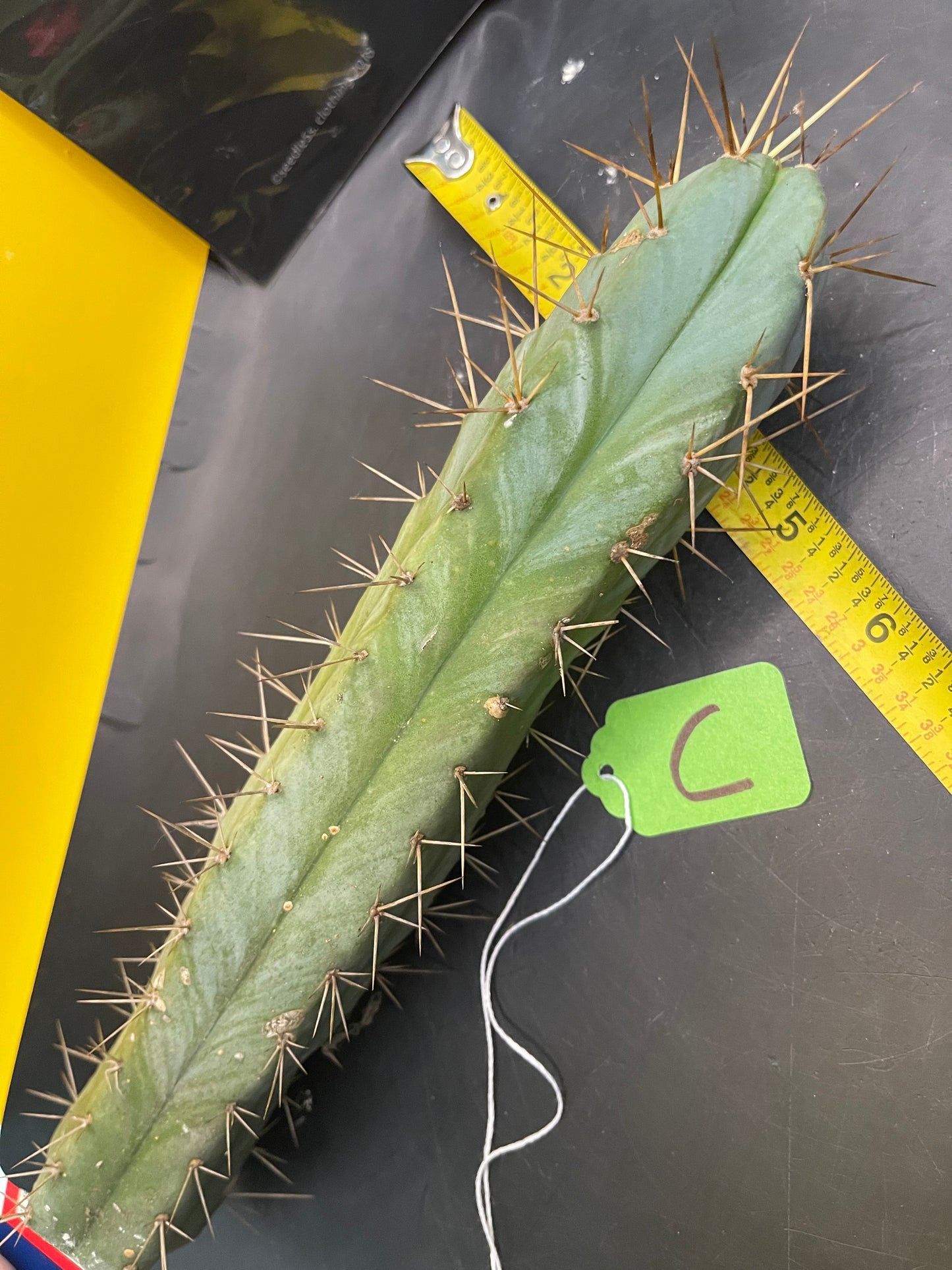 CACTUS - Trichocereus