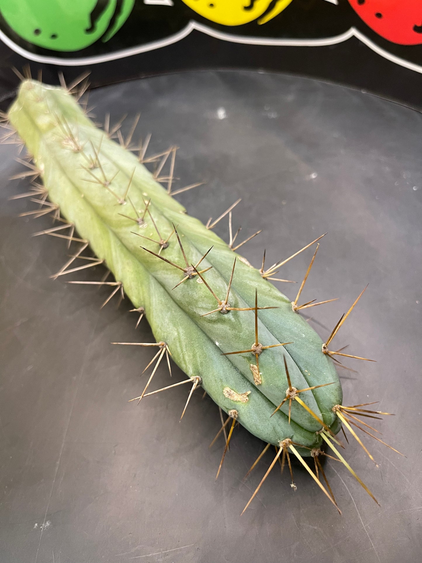 CACTUS - Trichocereus