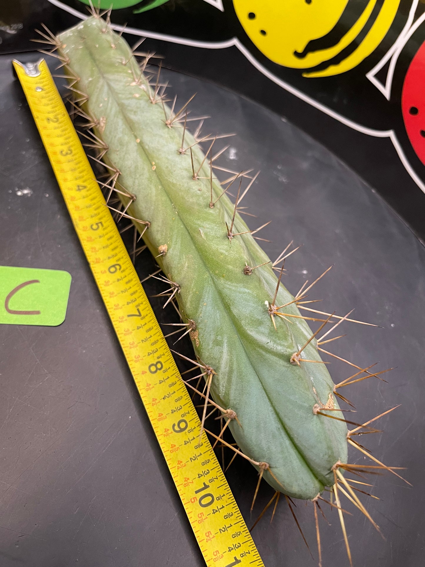 CACTUS - Trichocereus