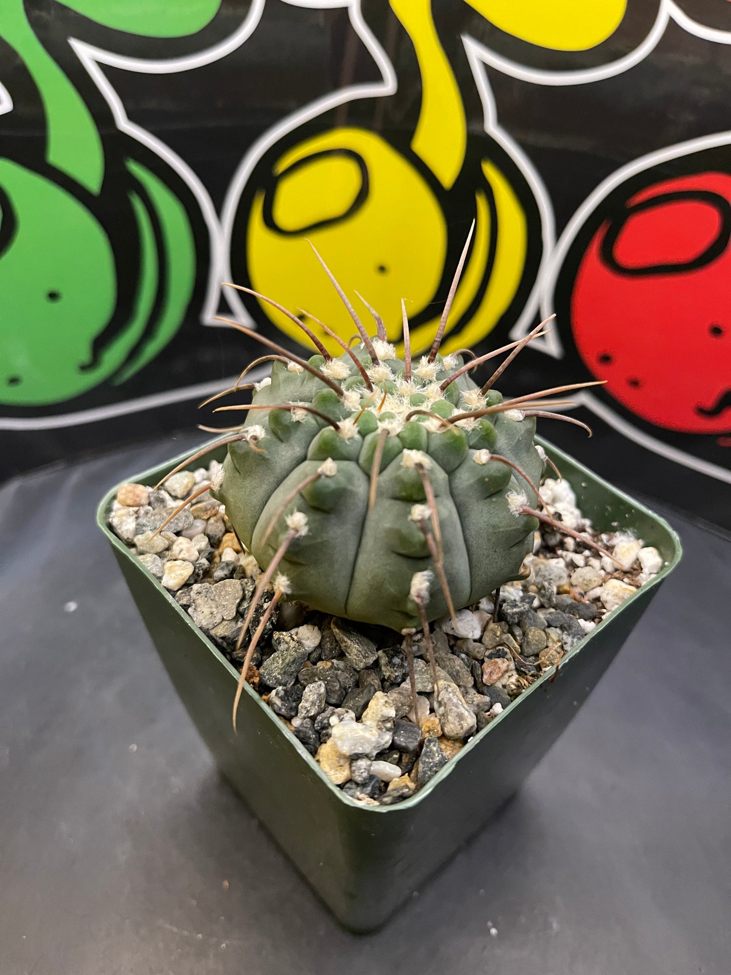 Gymnocalycium Vatteri