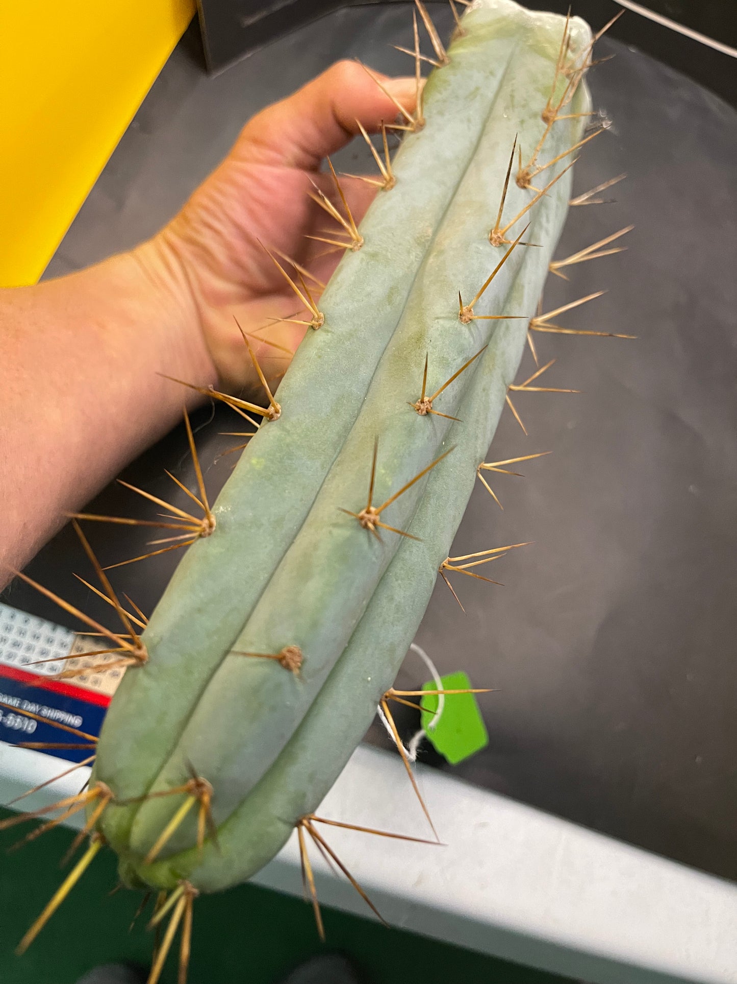 Bridgesii - San Pedro cactus (spicy🌶️)