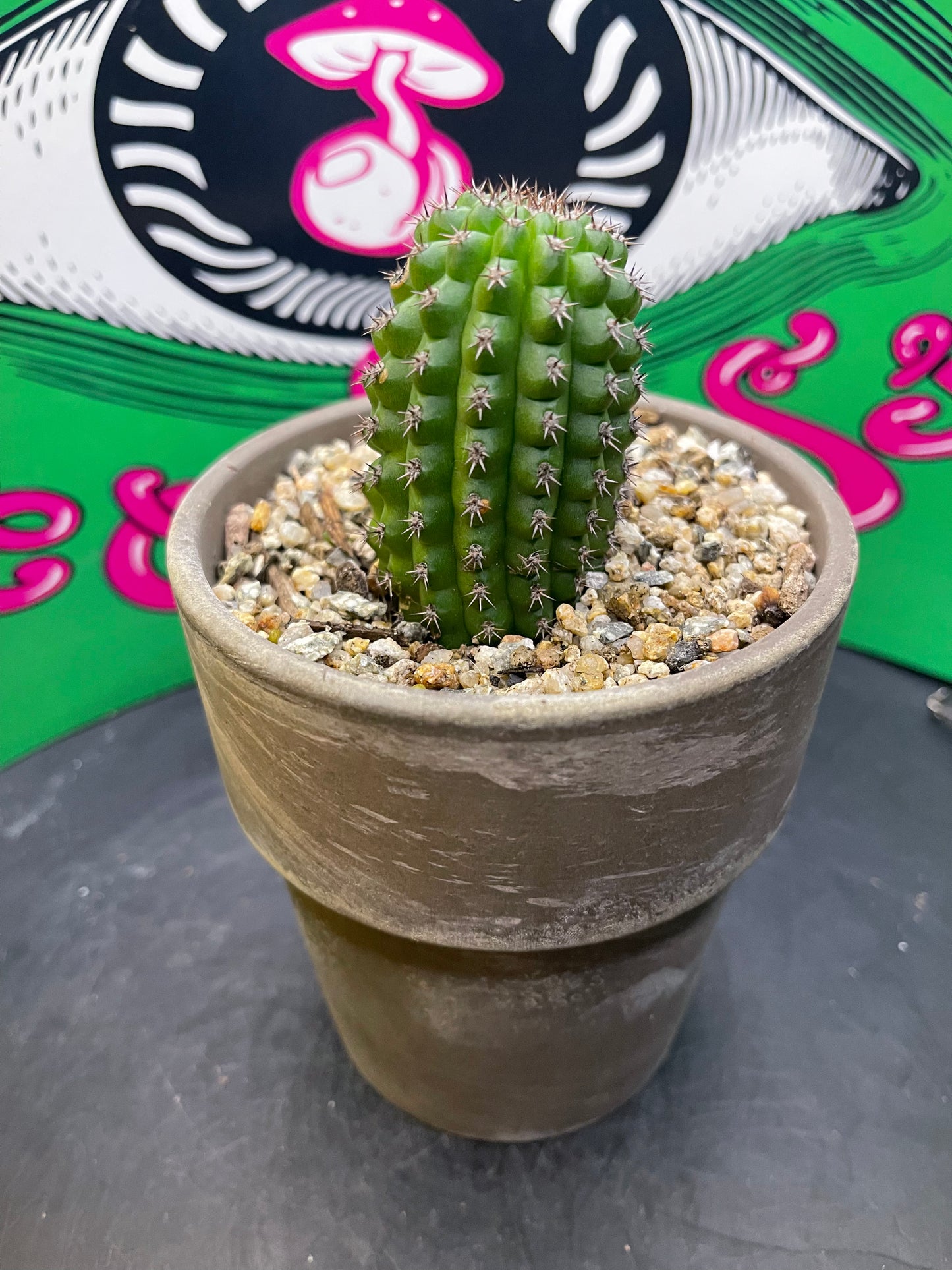 Trichocereus brevispinulosus