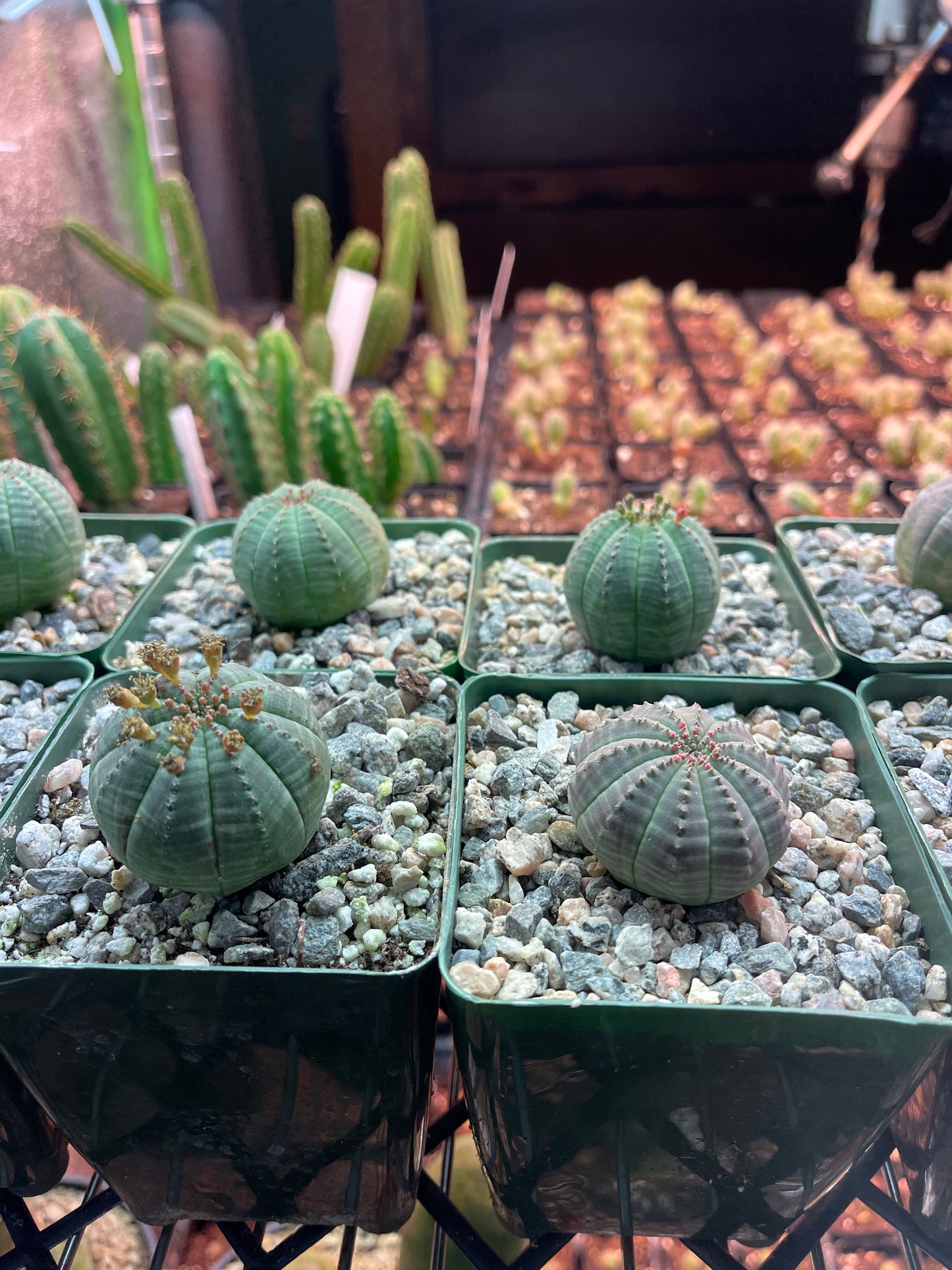 Euphorbia obesa !-